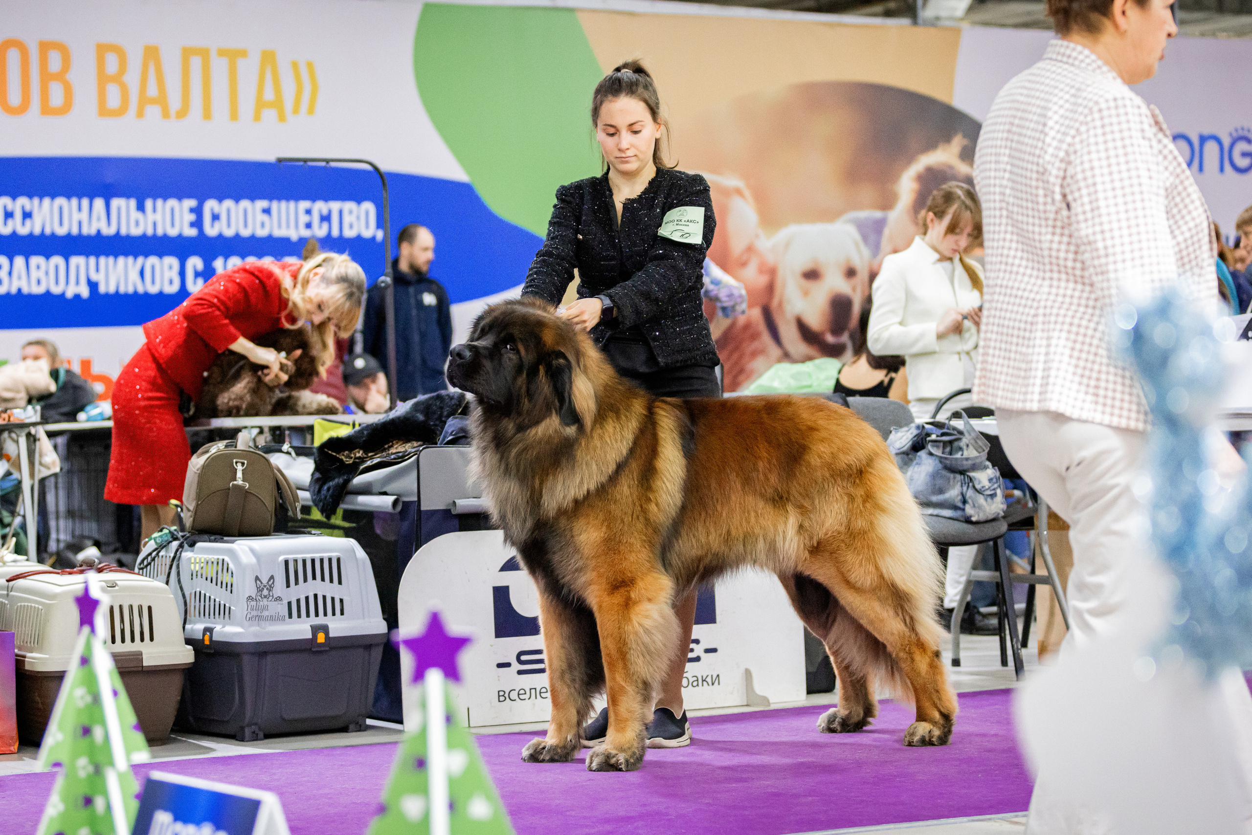 Чайна-Таун 24-25.12.2022. Фотограф-анималист Юлия Германика