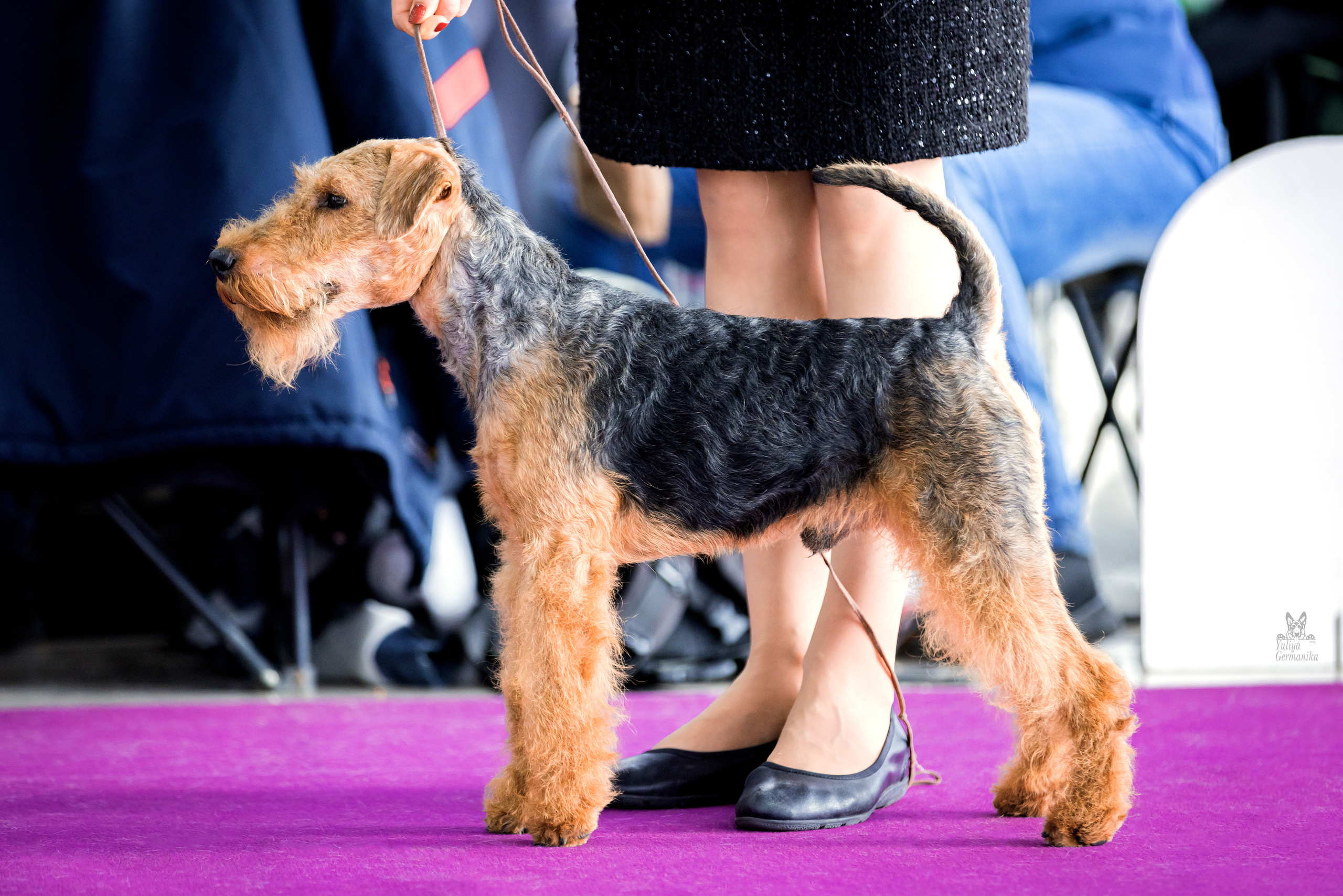 Можайский двор 11-12.02.2023. Фотограф-анималист Юлия Германика