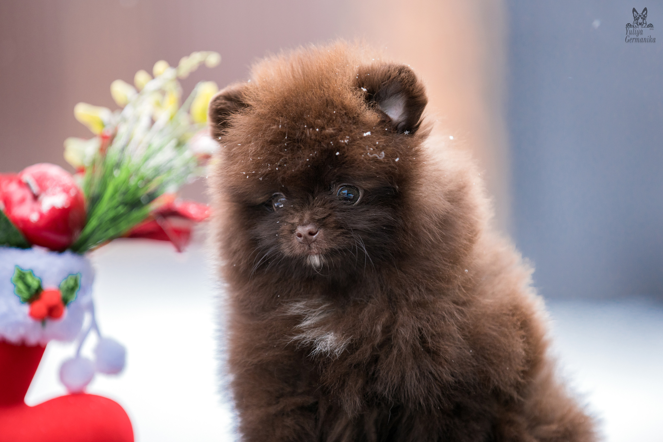 Съёмки щенков и котят. Фотограф-анималист Юлия Германика