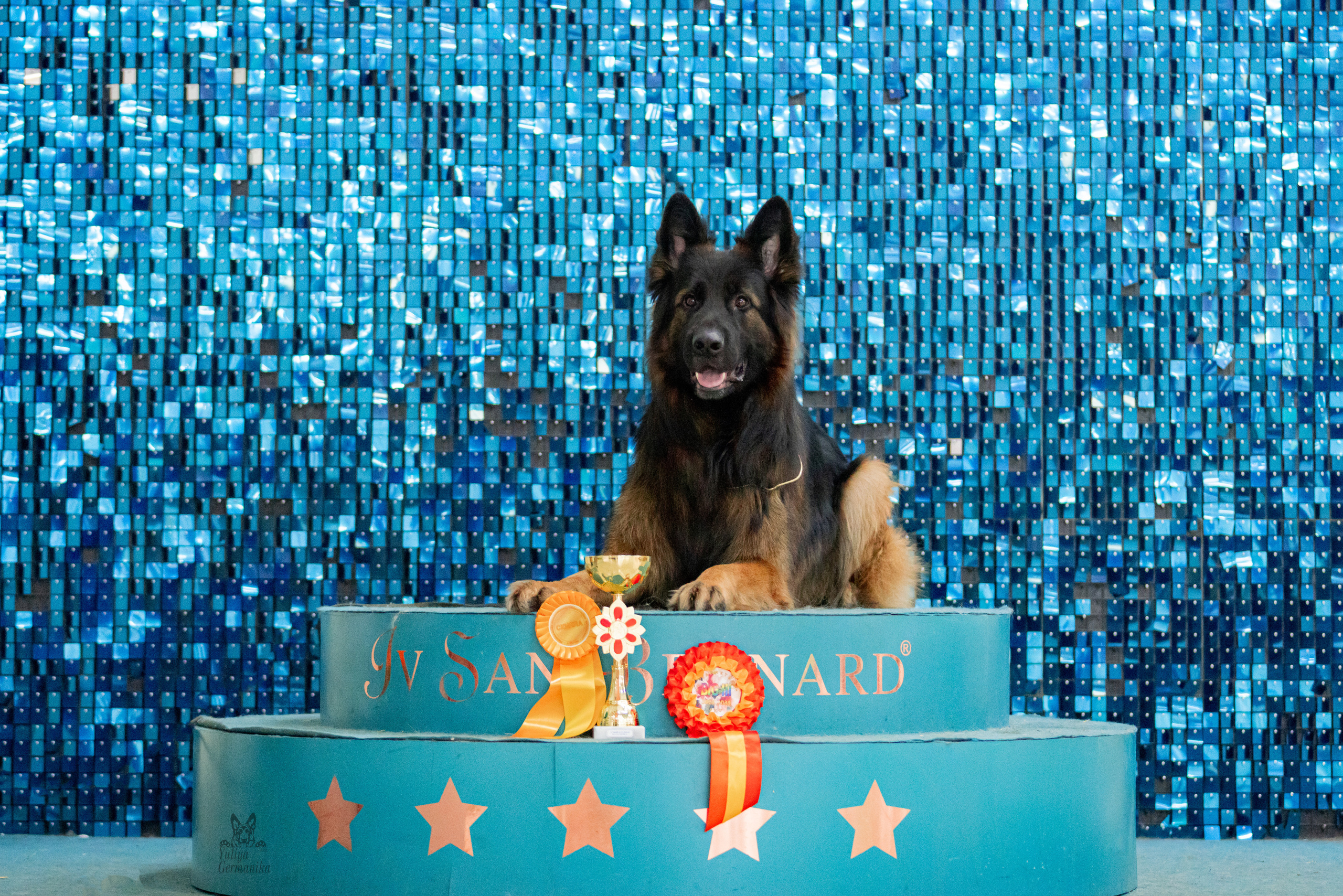 Чайна-Таун 15,21 и 22.01.2023. Фотограф-анималист Юлия Германика