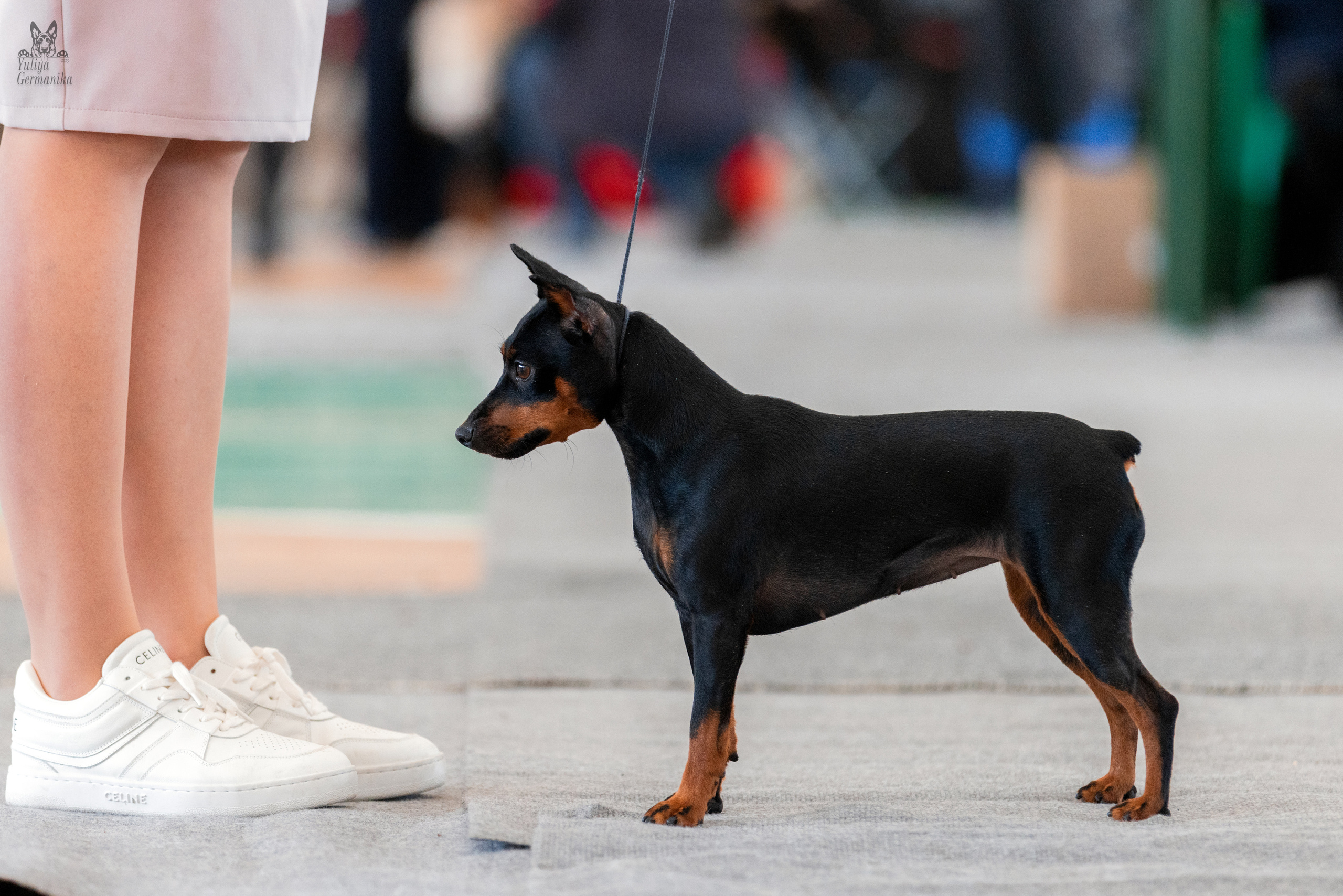 Тверь 19.03.2023. Фотограф-анималист Юлия Германика