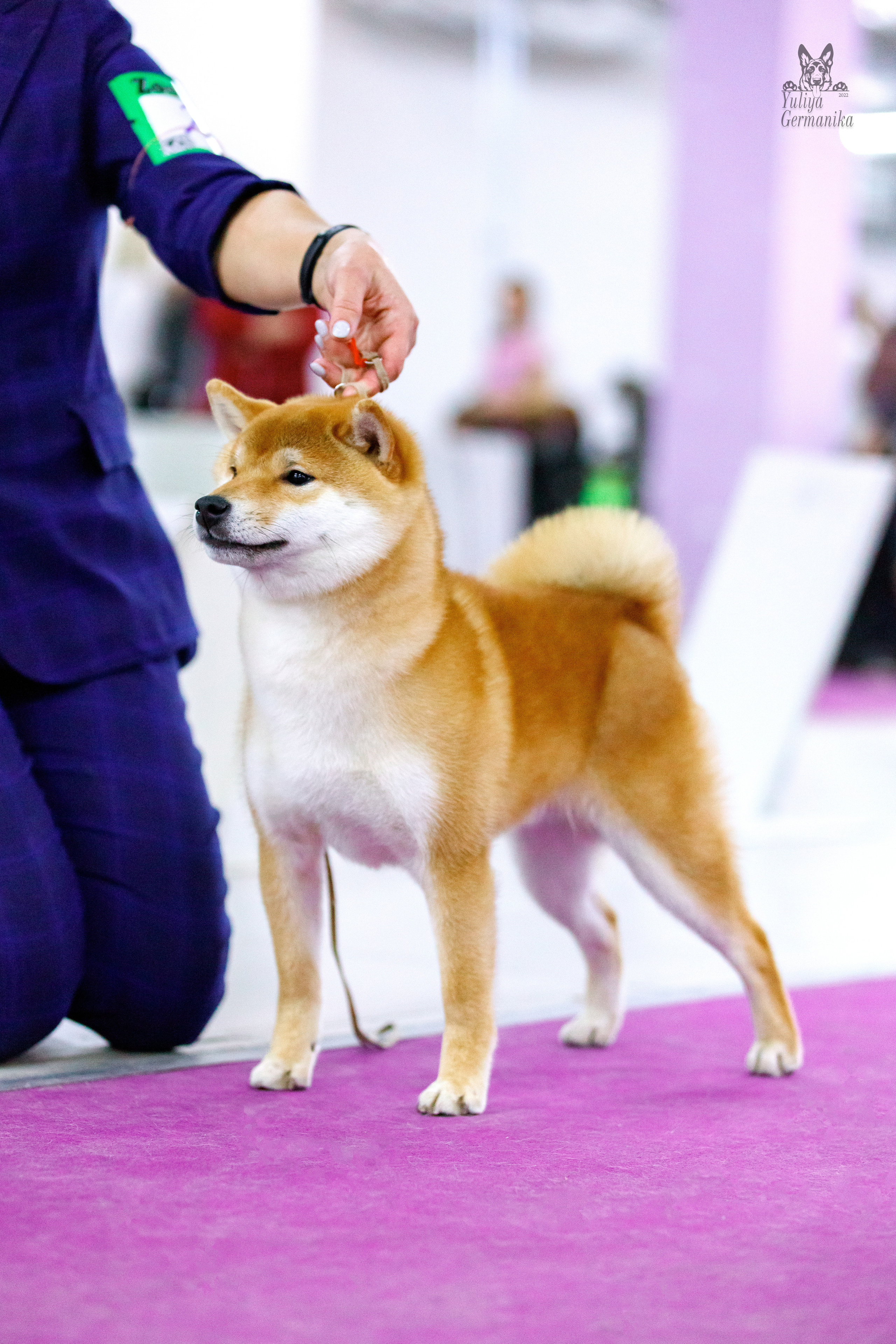 Чайна-Таун 3 и 10.12.2022. Фотограф-анималист Юлия Германика