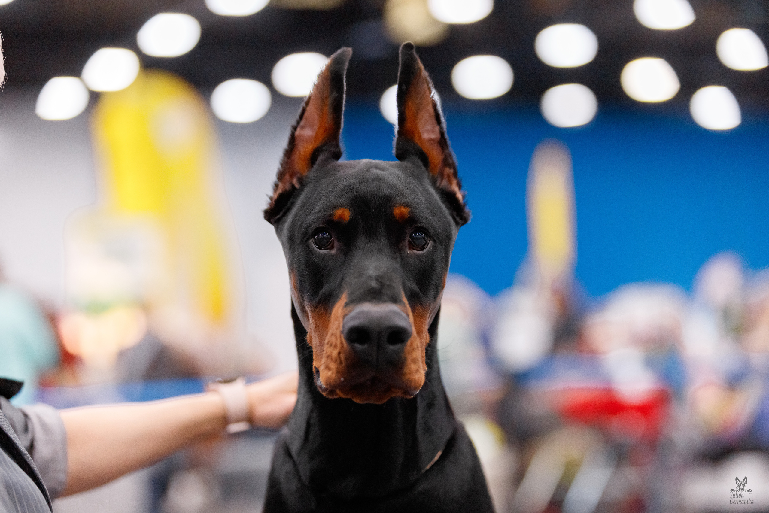 Питер 17-18.12.2022. Фотограф-анималист Юлия Германика