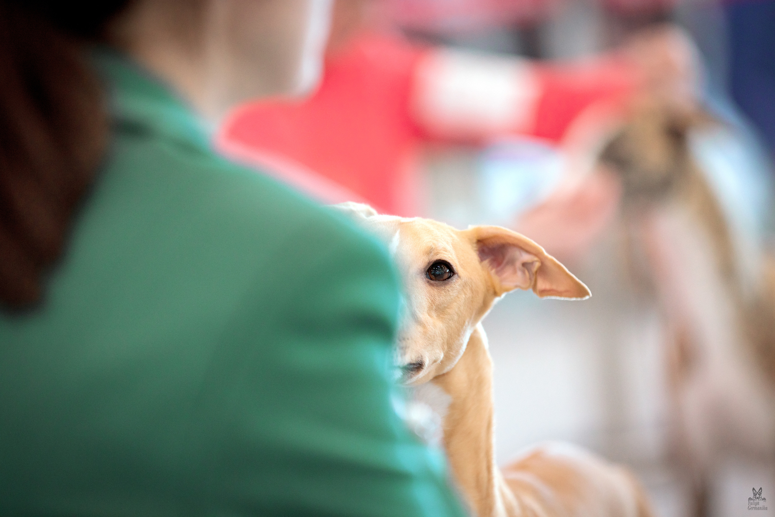 Казань 11.03.2023. Фотограф-анималист Юлия Германика