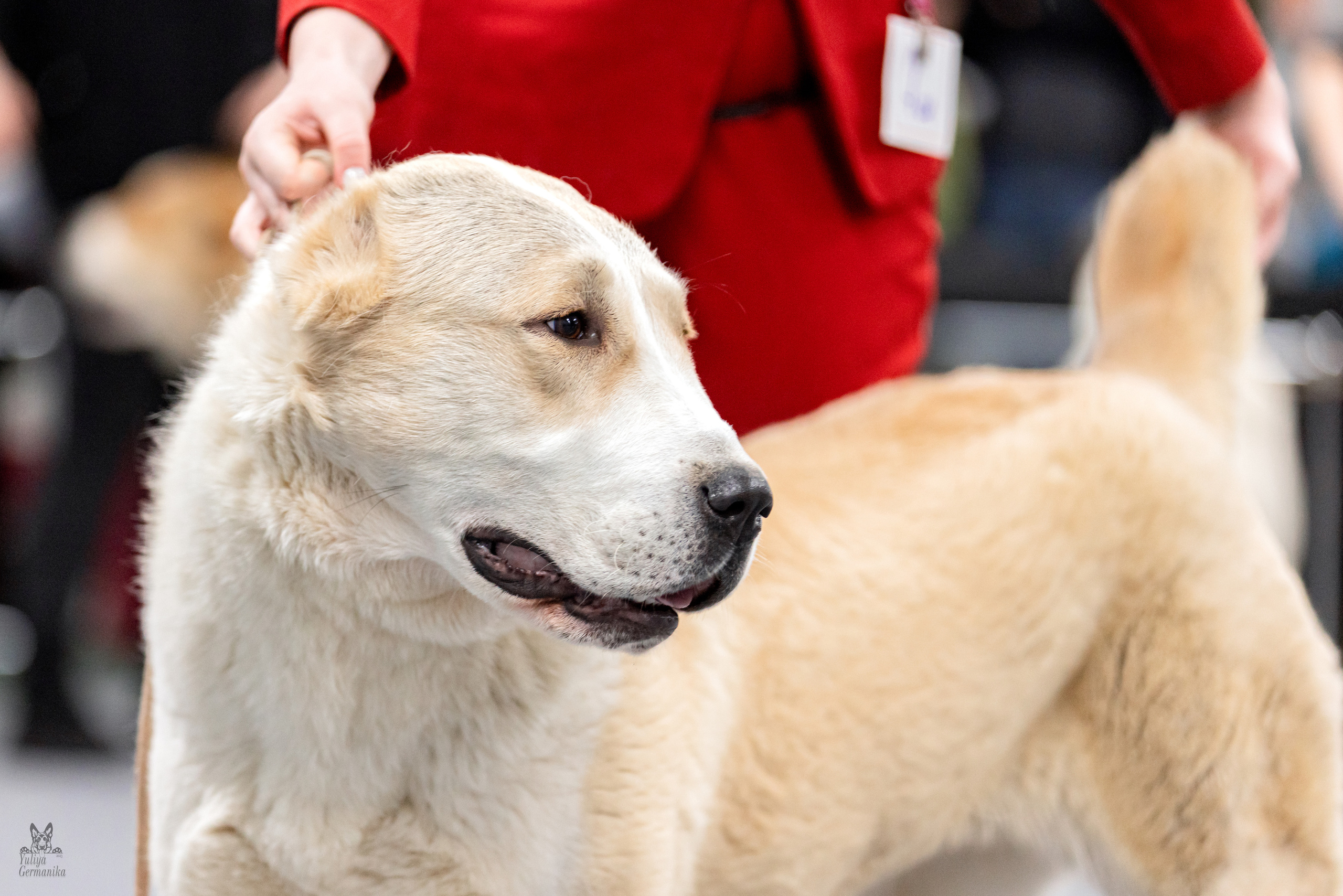 Сфера 5.03.2023. Фотограф-анималист Юлия Германика