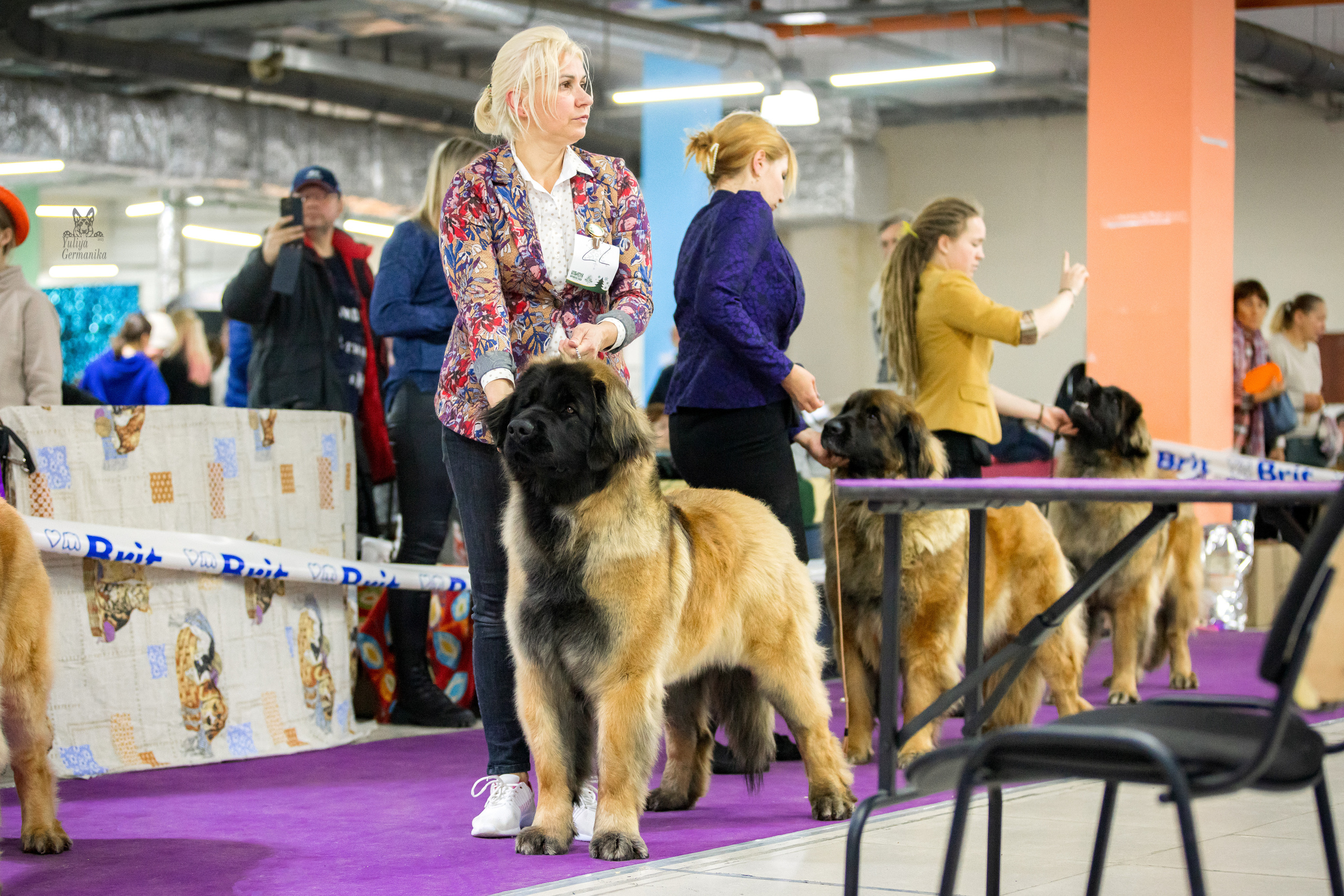 Чайна-Таун 5-8.01.2023. Фотограф-анималист Юлия Германика