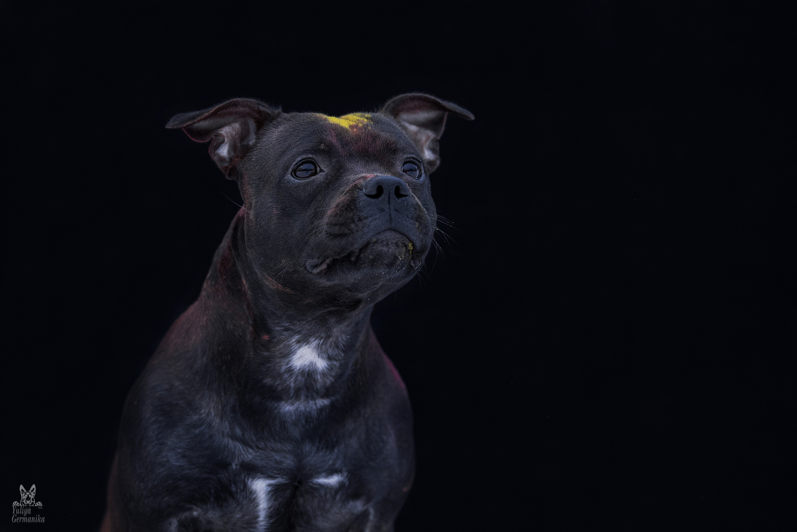 Краски Холли. Фотограф-анималист Юлия Германика