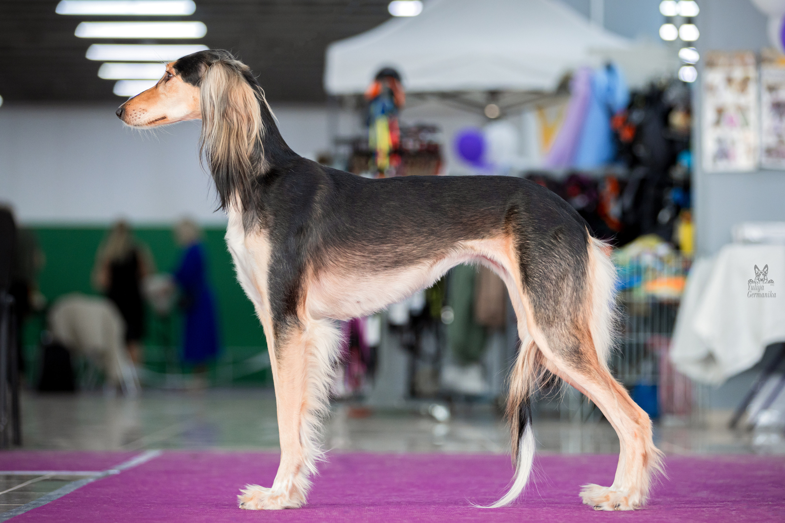 Можайский двор 11-12.02.2023. Фотограф-анималист Юлия Германика