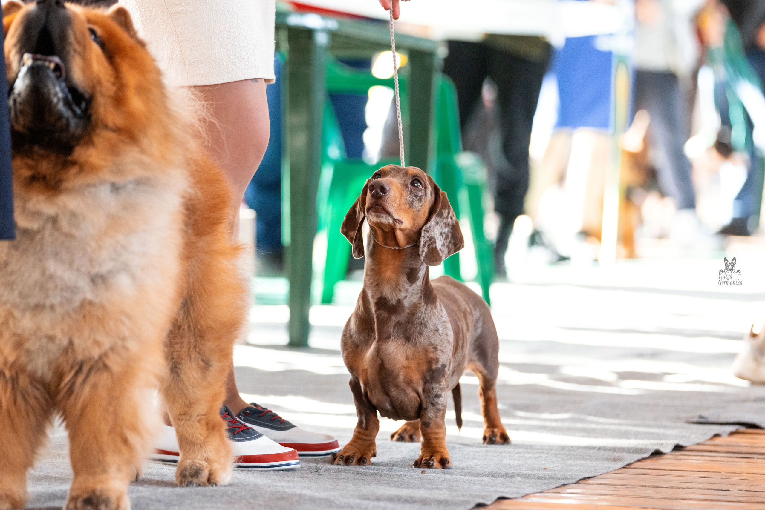 Тверь 19.03.2023. Фотограф-анималист Юлия Германика