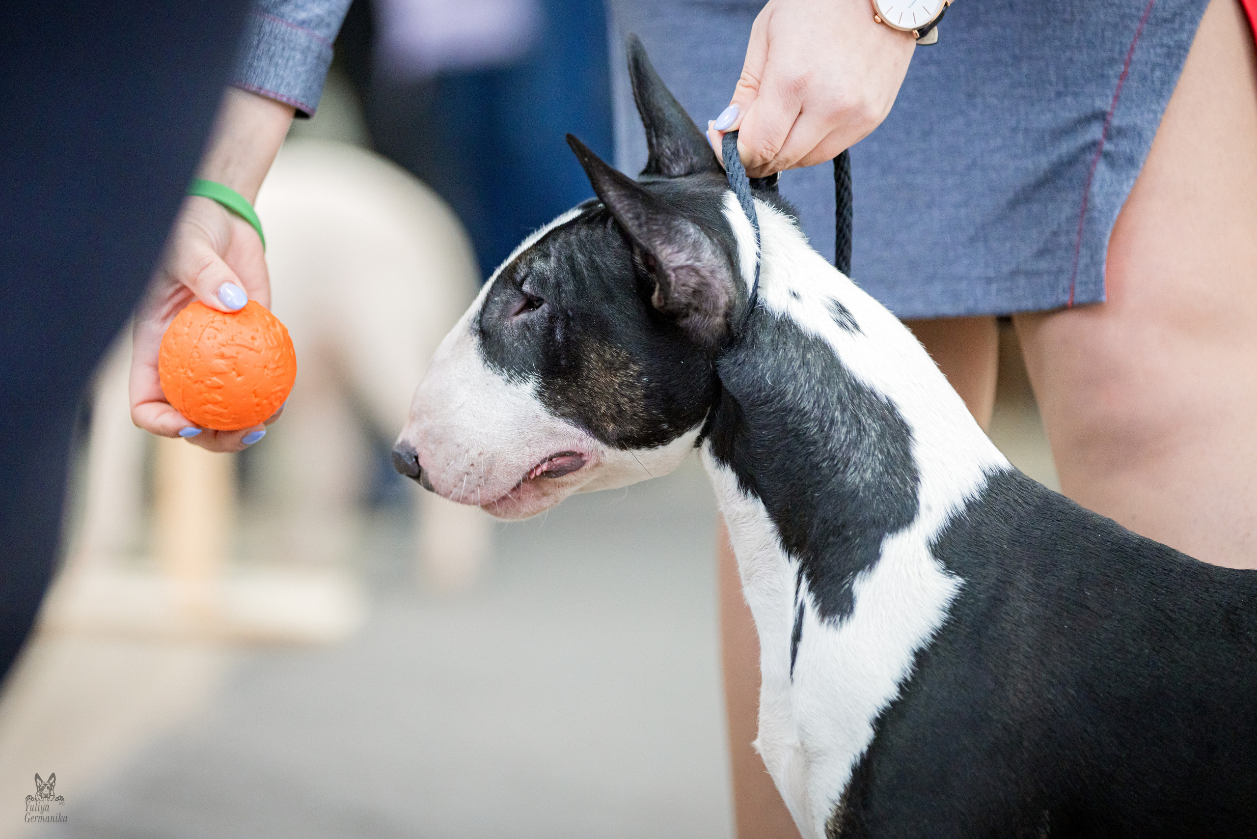 Тверь 19.02.2023. Фотограф-анималист Юлия Германика