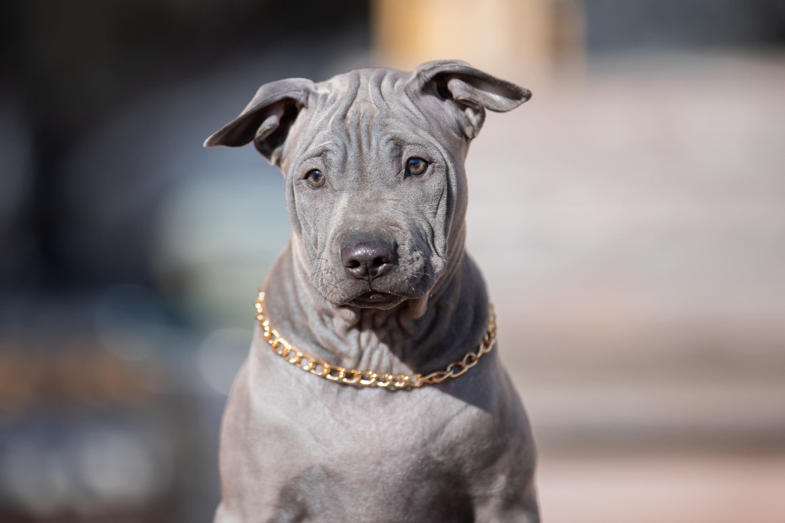 Съёмки щенков и котят. Фотограф-анималист Юлия Германика