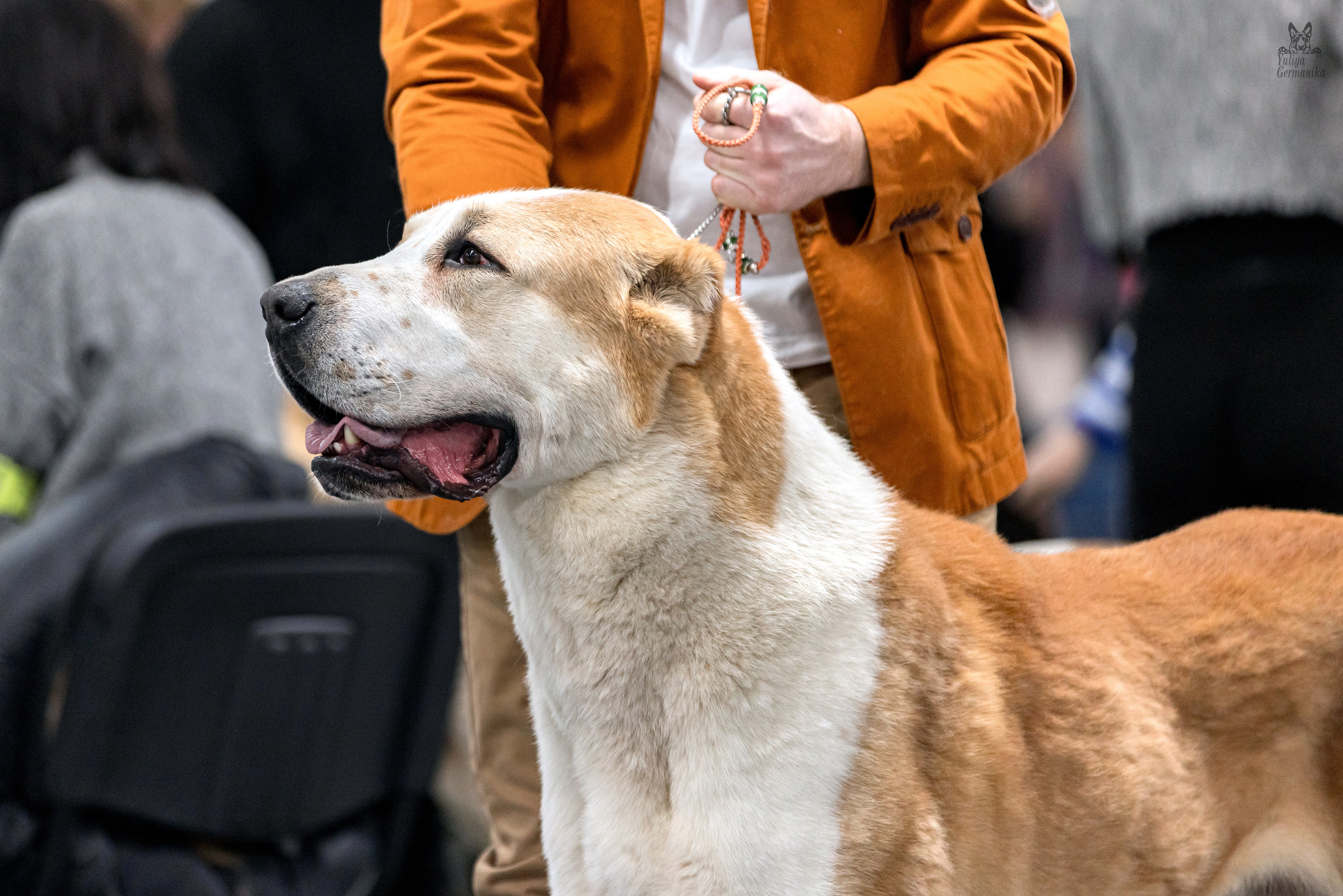 Сфера 5.03.2023. Фотограф-анималист Юлия Германика
