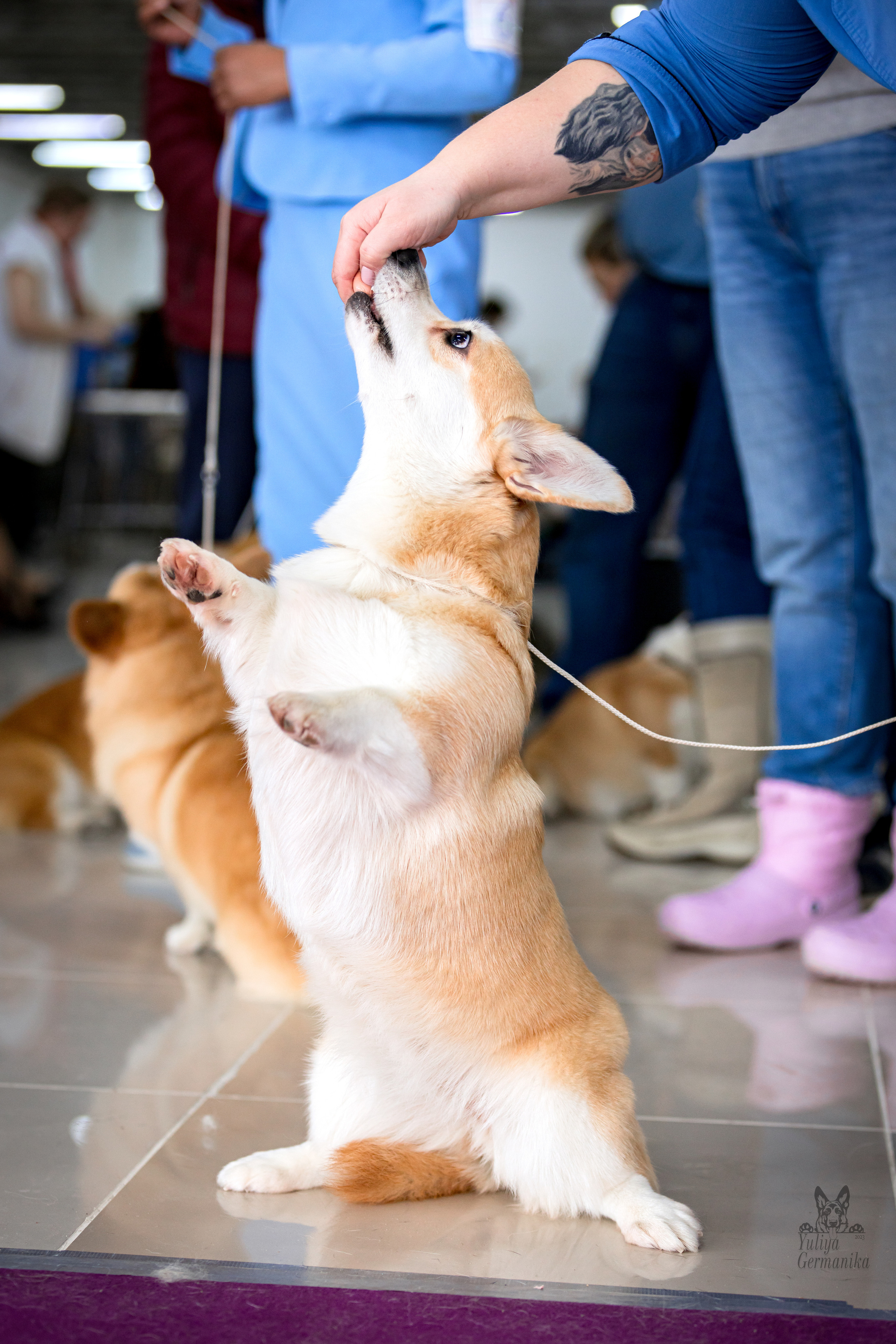 Можайский двор 11-12.02.2023. Фотограф-анималист Юлия Германика