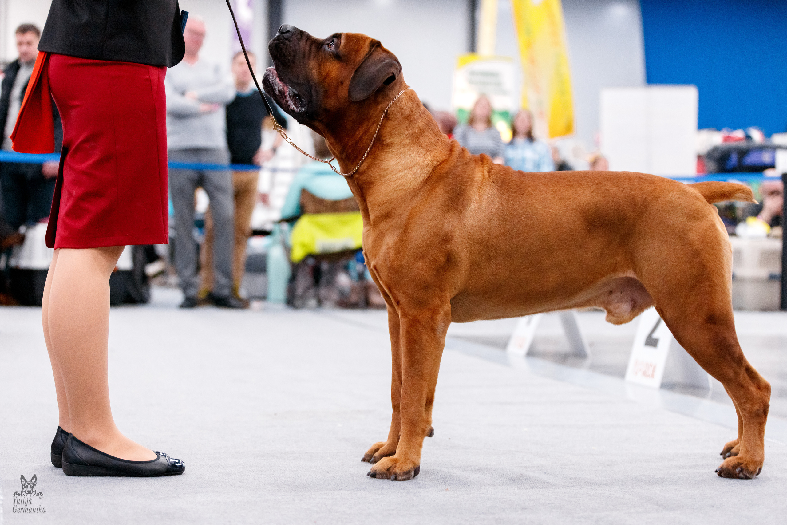 Питер 17-18.12.2022. Фотограф-анималист Юлия Германика