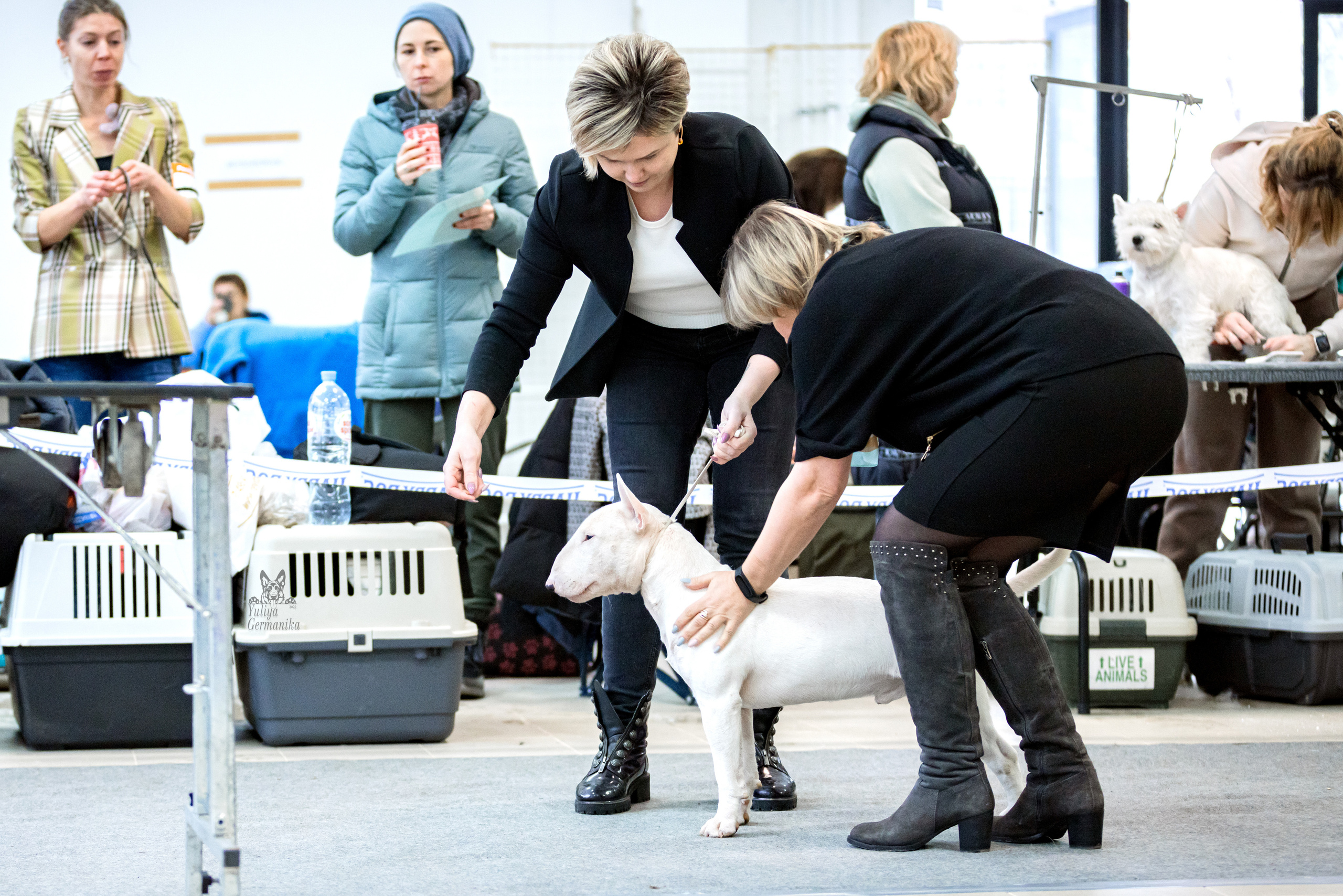 Тверь 19.02.2023. Фотограф-анималист Юлия Германика