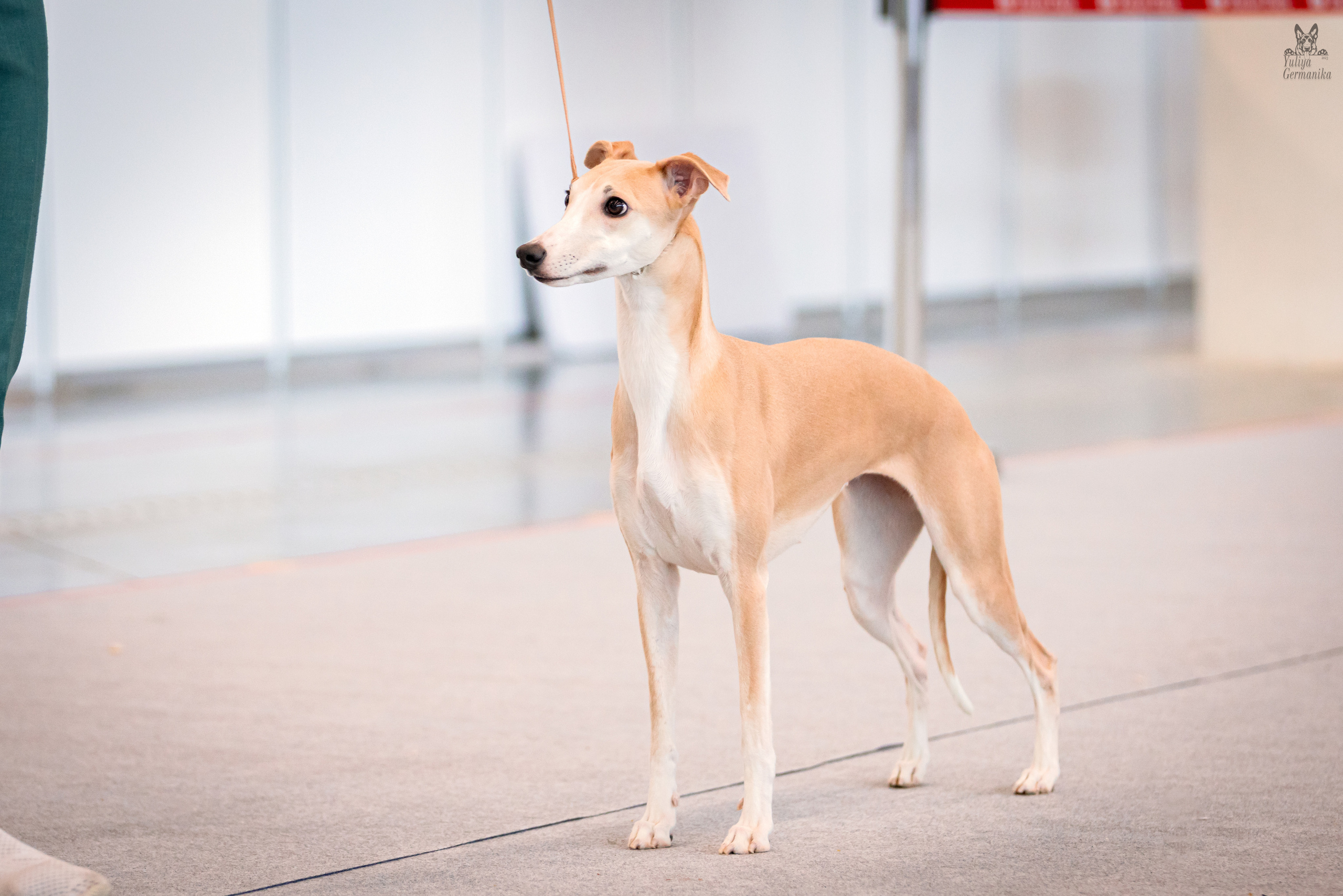 Казань 11.03.2023. Фотограф-анималист Юлия Германика