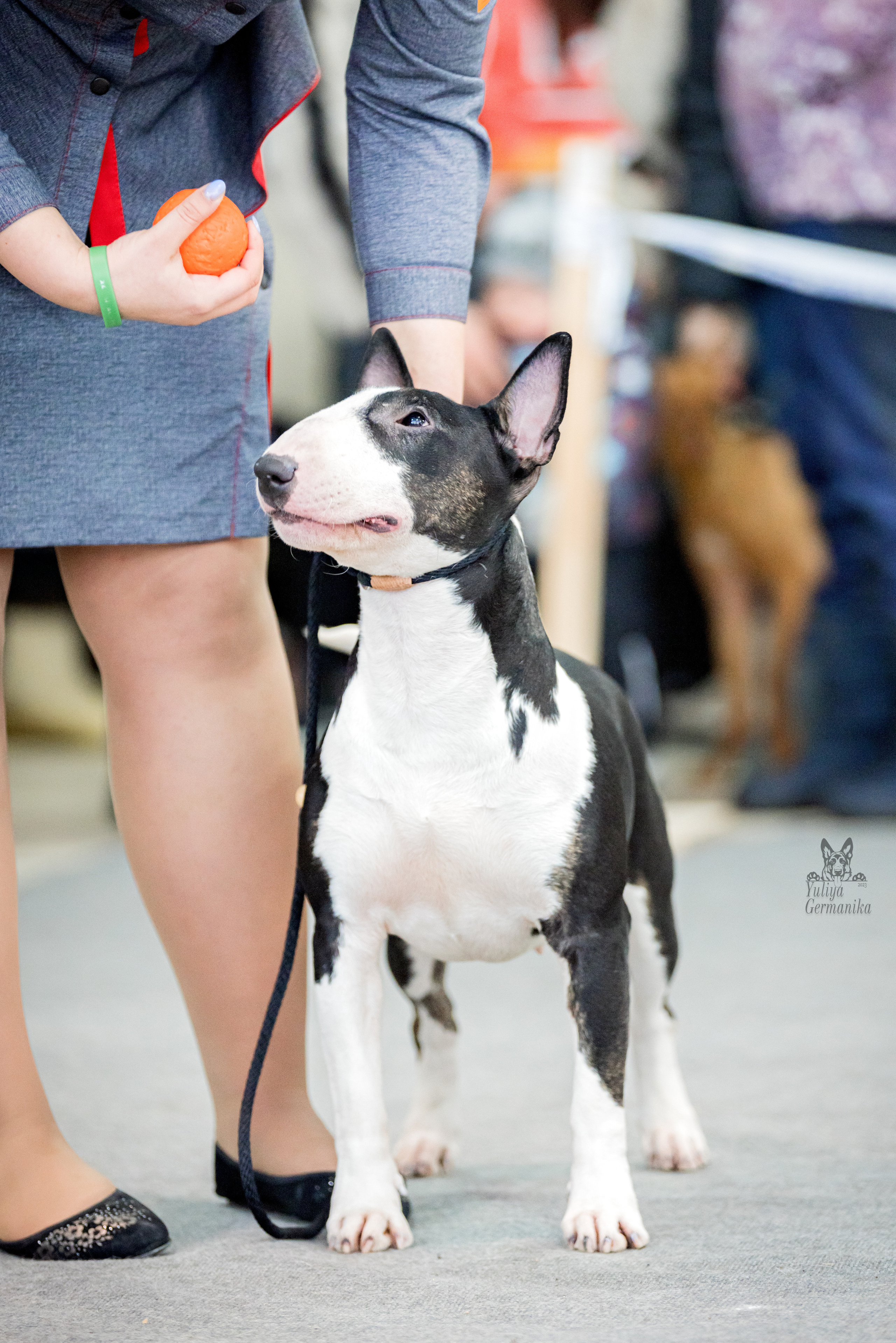 Тверь 19.02.2023. Фотограф-анималист Юлия Германика