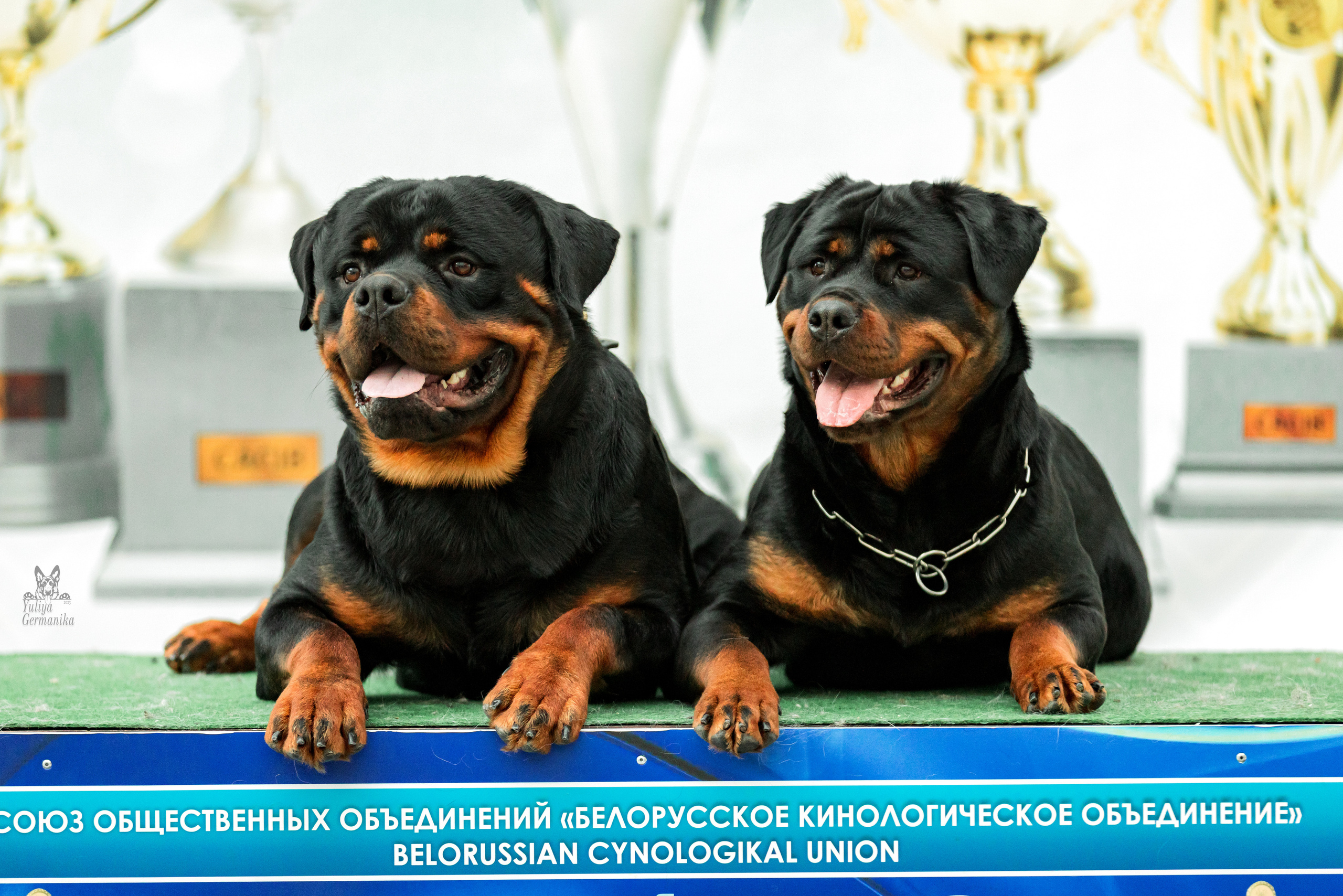 Минск 25-26.02.2023. Фотограф-анималист Юлия Германика