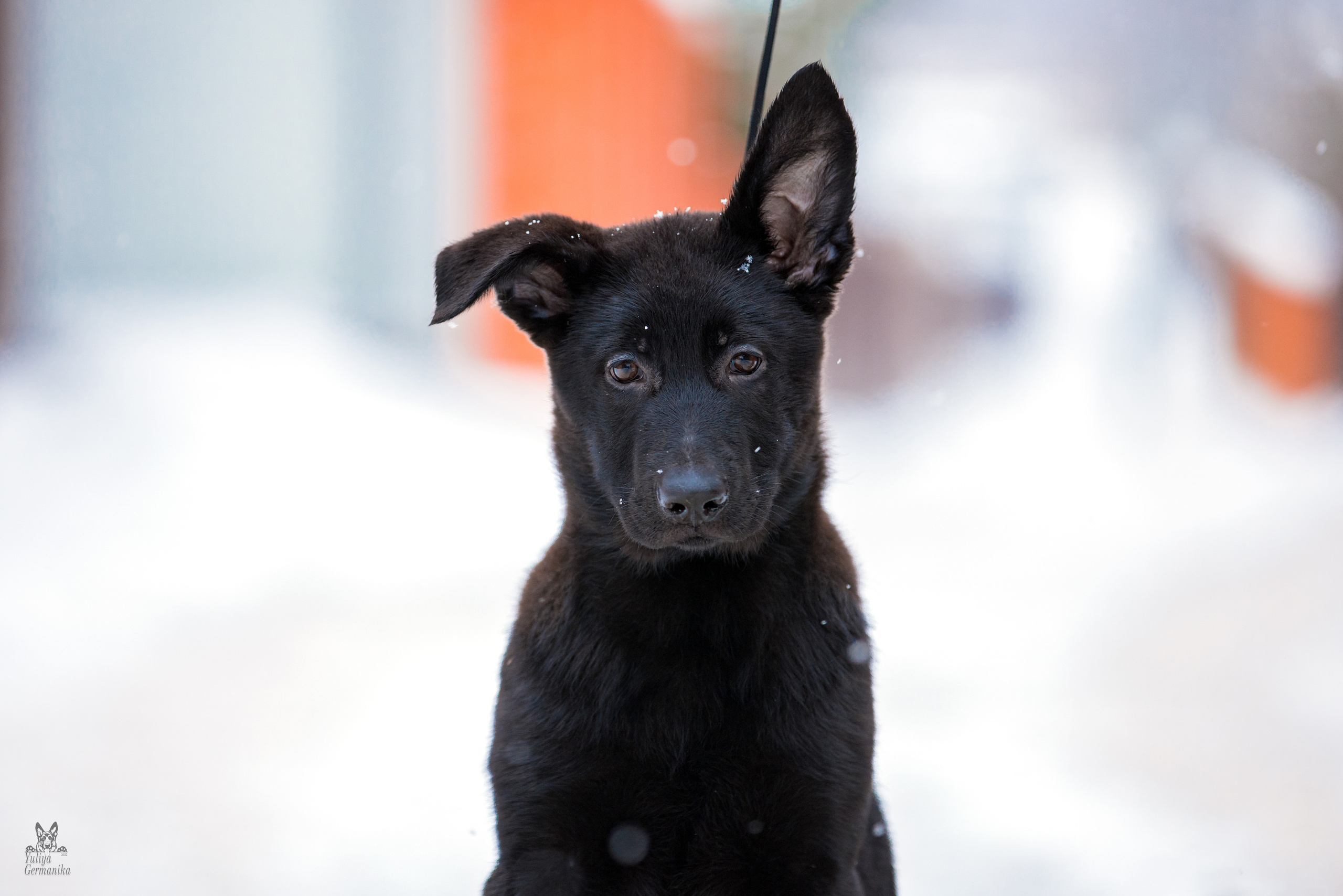 Съёмки щенков и котят. Фотограф-анималист Юлия Германика