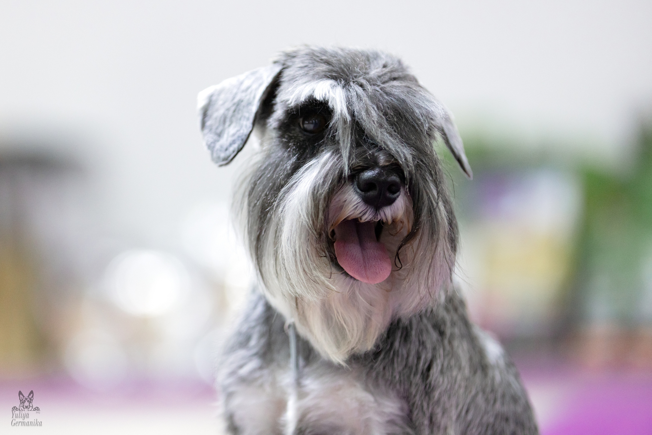 Чайна-Таун 4-5.02.2023. Фотограф-анималист Юлия Германика