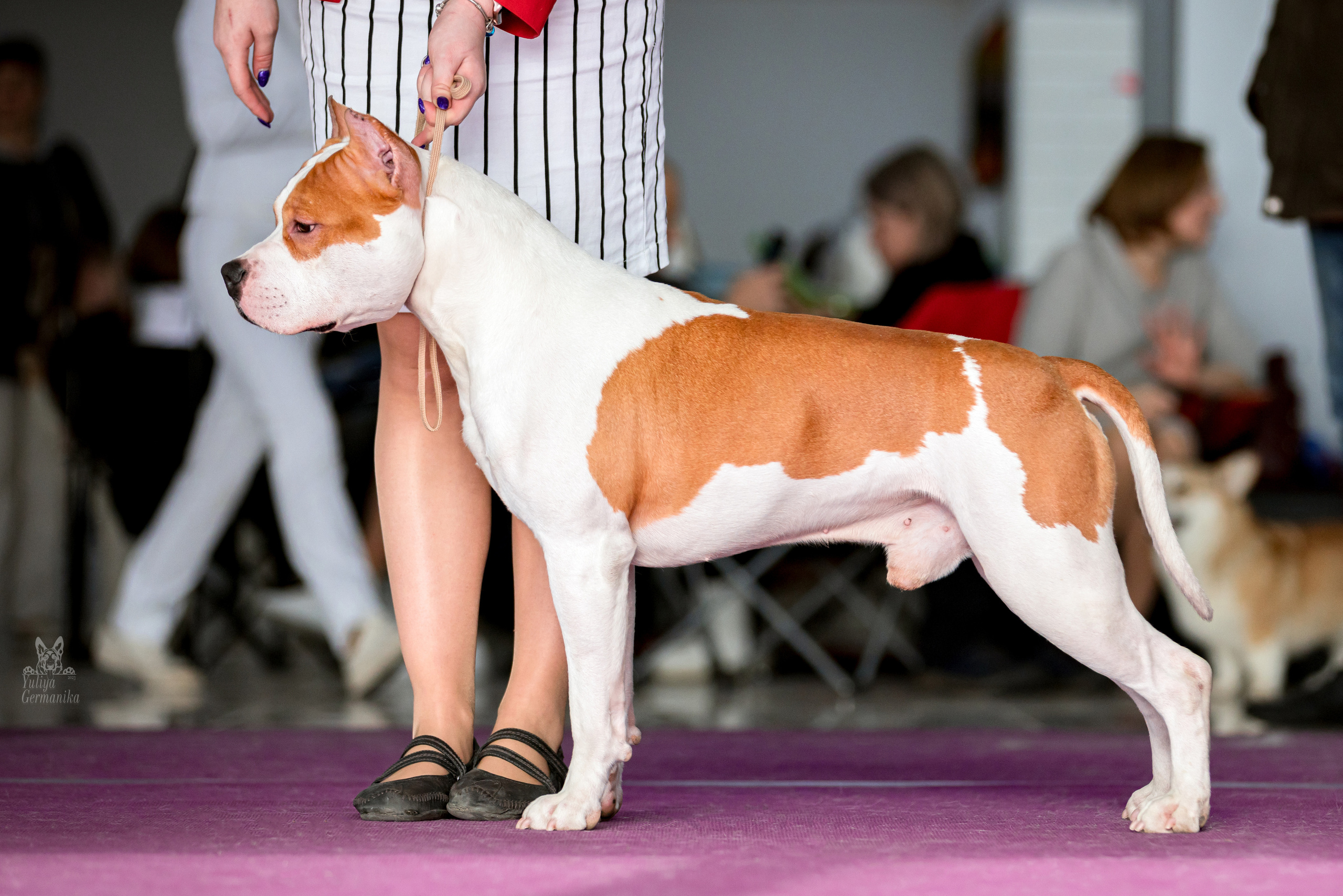 Можайский двор 11-12.02.2023. Фотограф-анималист Юлия Германика