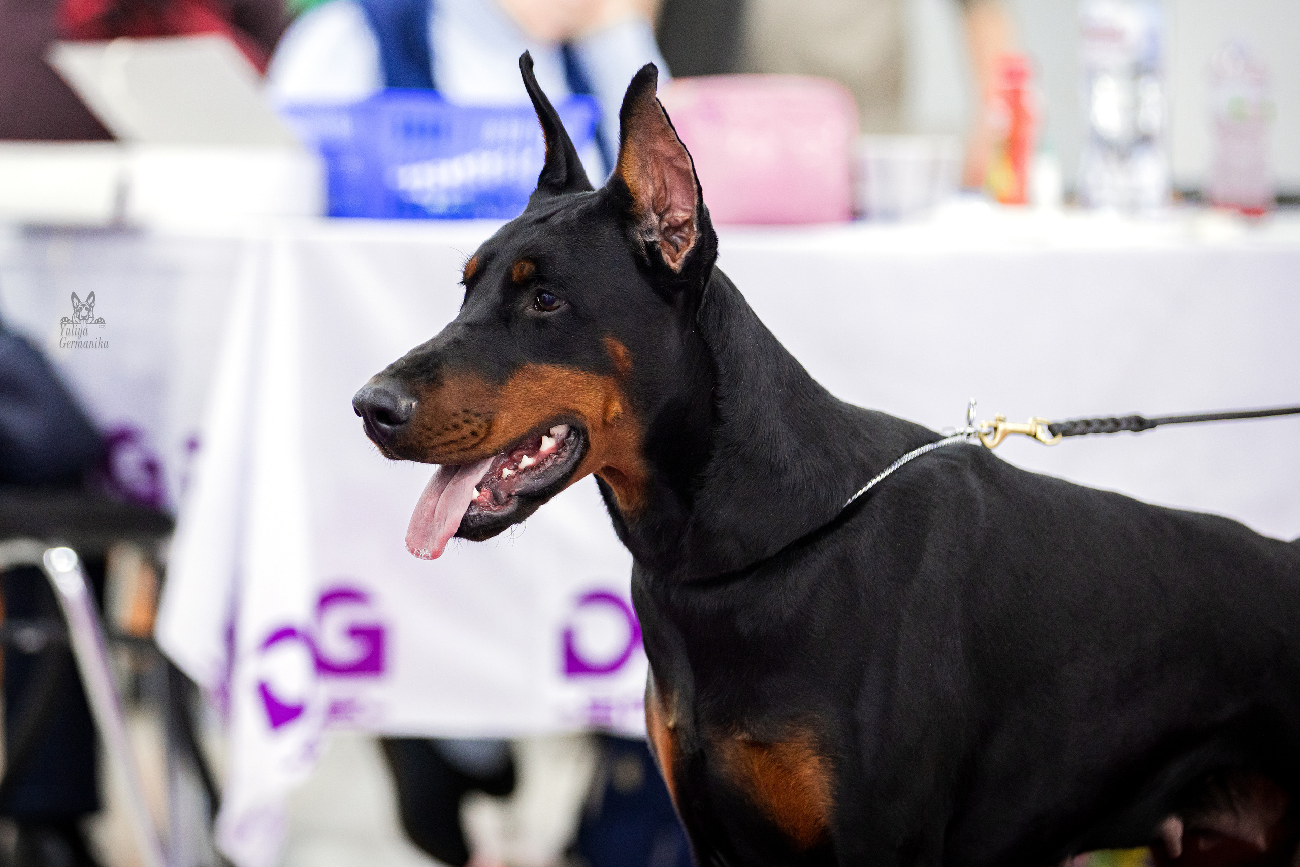 Можайский двор 11-12.02.2023. Фотограф-анималист Юлия Германика