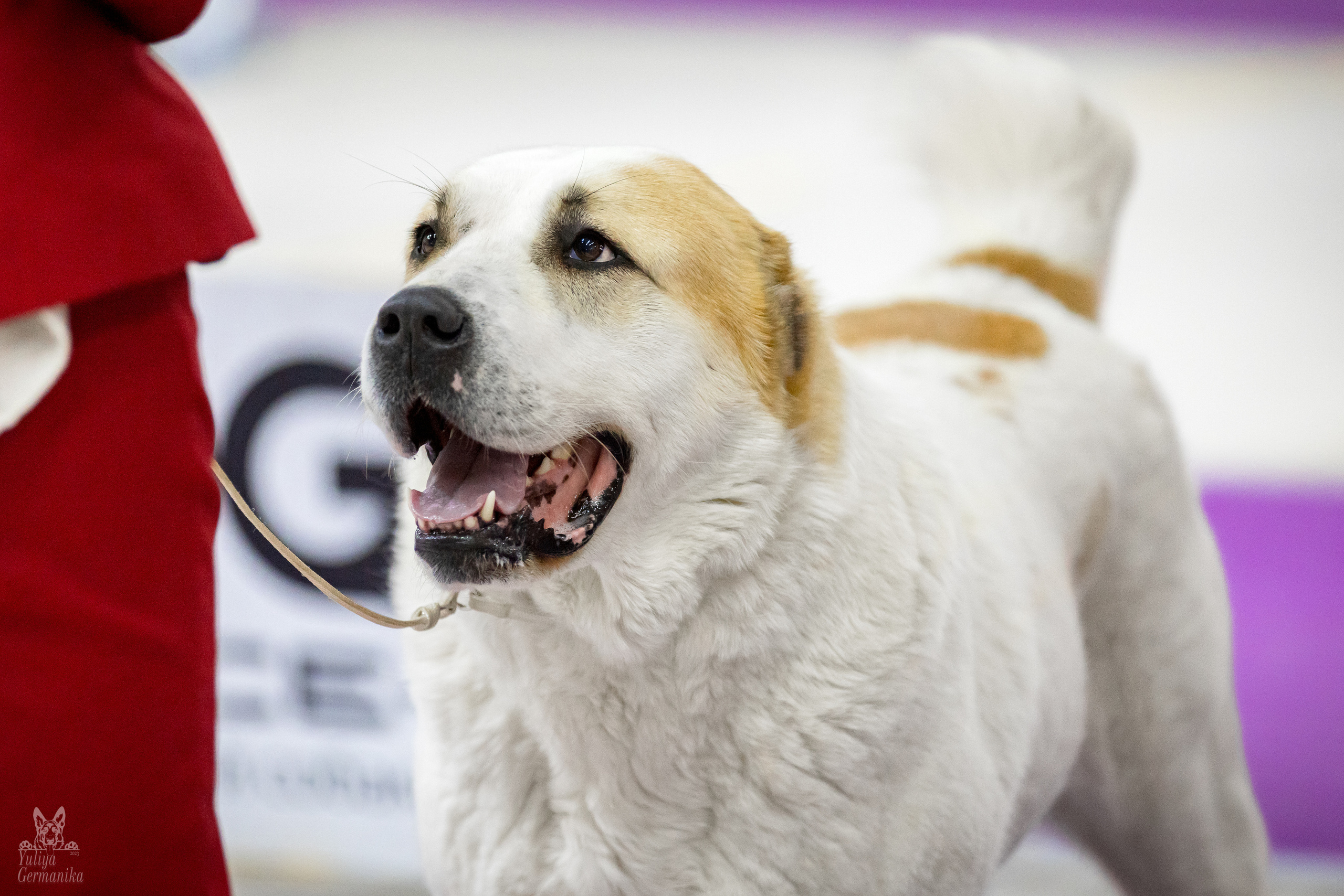 Чайна-Таун 5-8.01.2023. Фотограф-анималист Юлия Германика