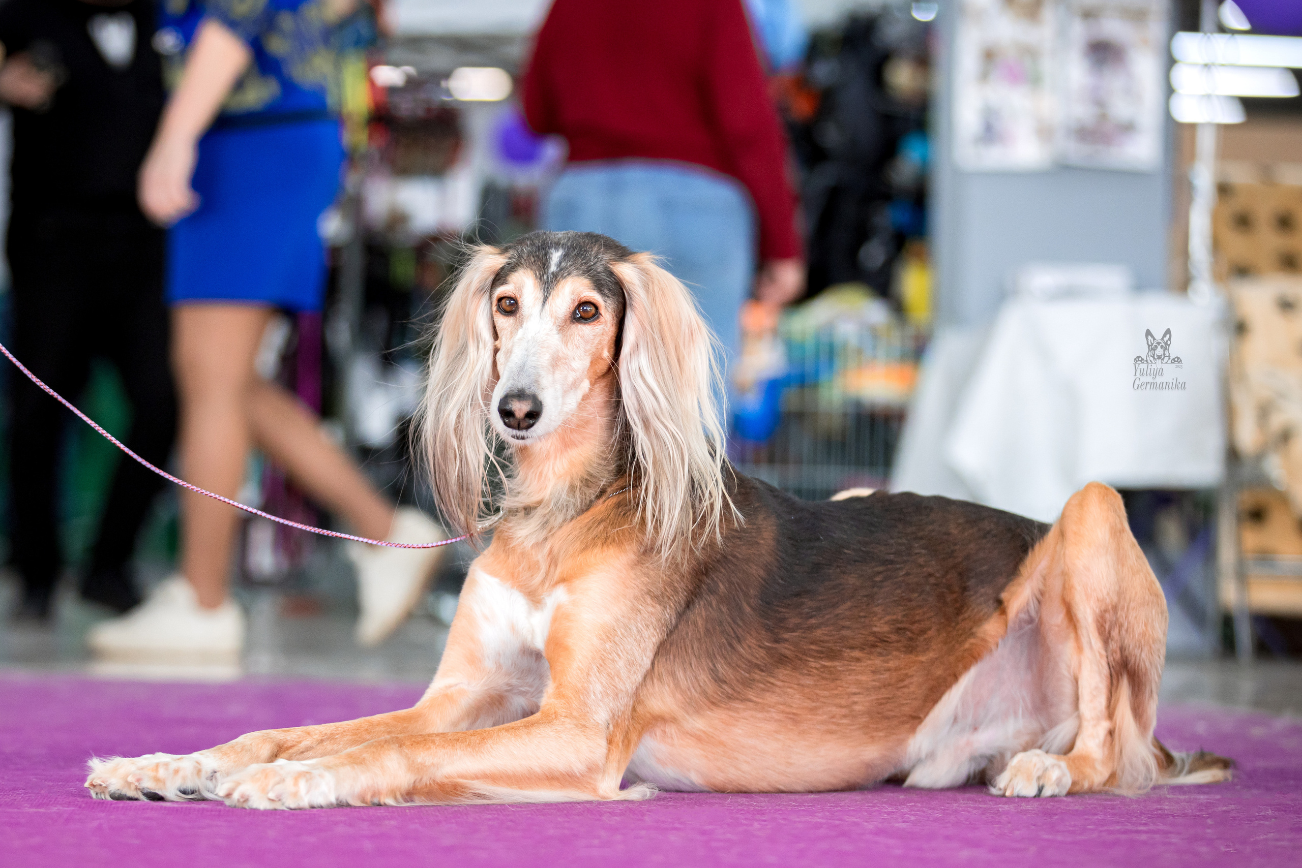 Можайский двор 11-12.02.2023. Фотограф-анималист Юлия Германика