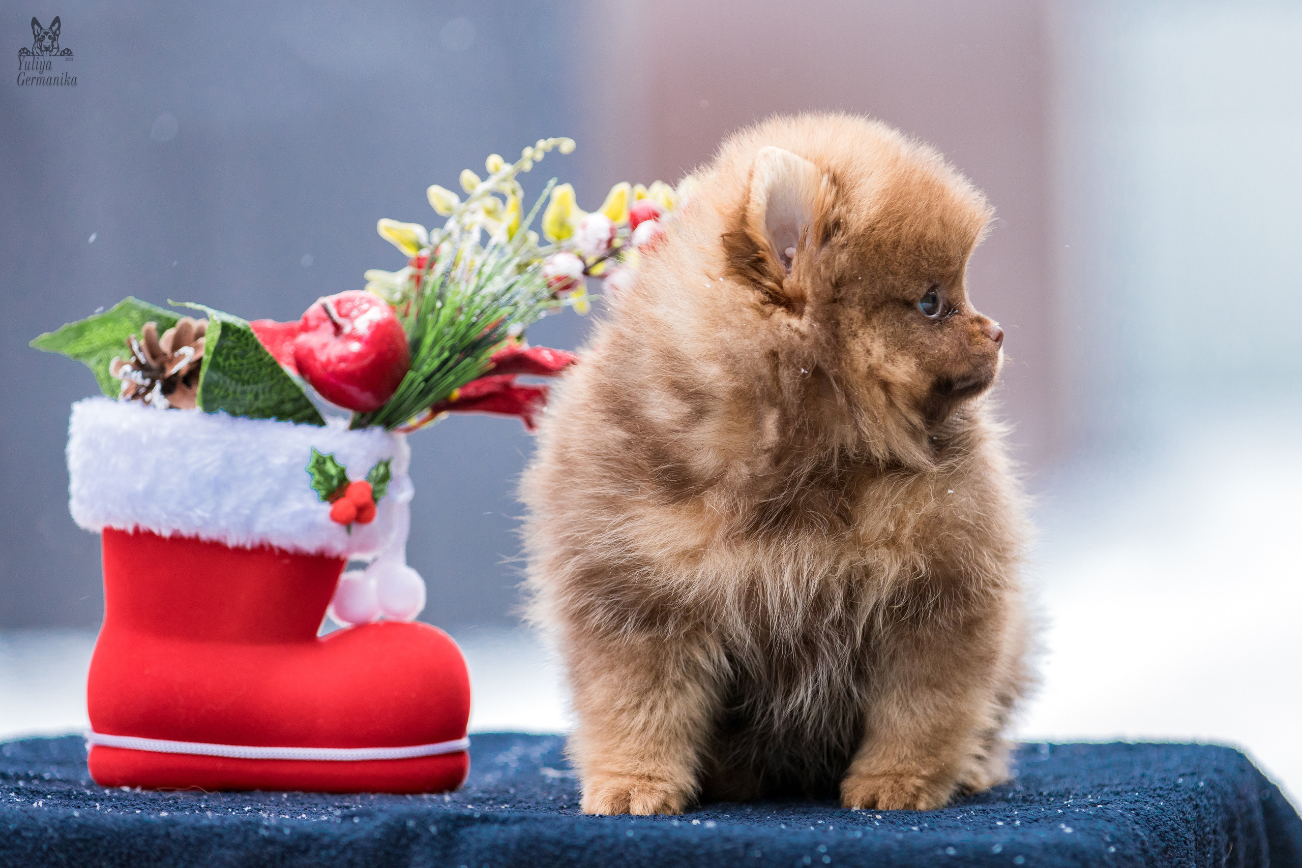 Съёмки щенков и котят. Фотограф-анималист Юлия Германика