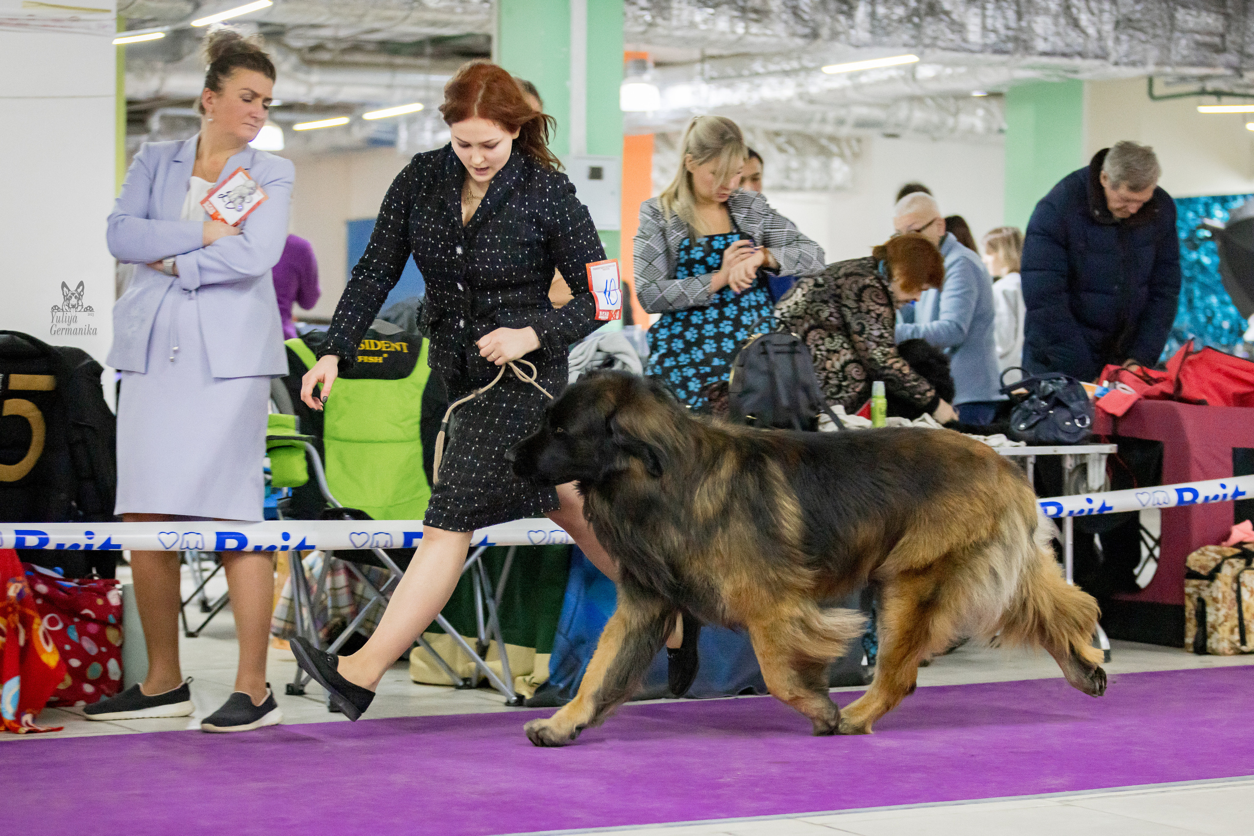 Чайна-Таун 5-8.01.2023. Фотограф-анималист Юлия Германика