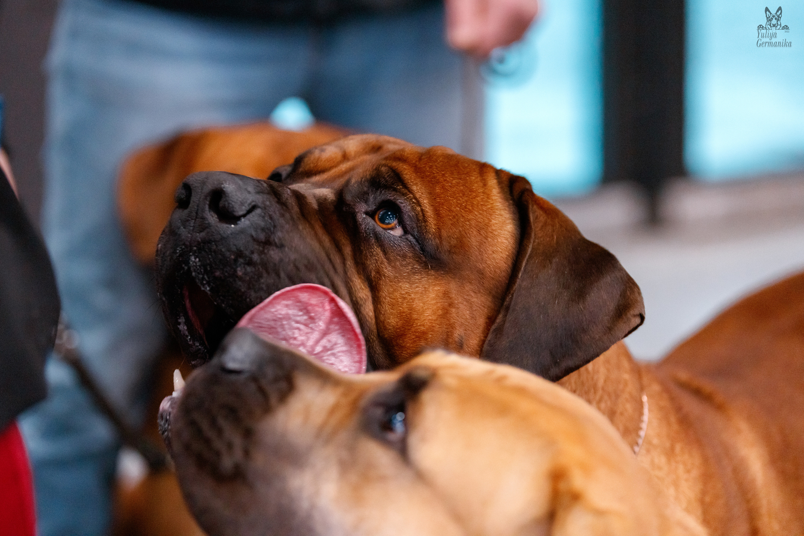 Питер 17-18.12.2022. Фотограф-анималист Юлия Германика