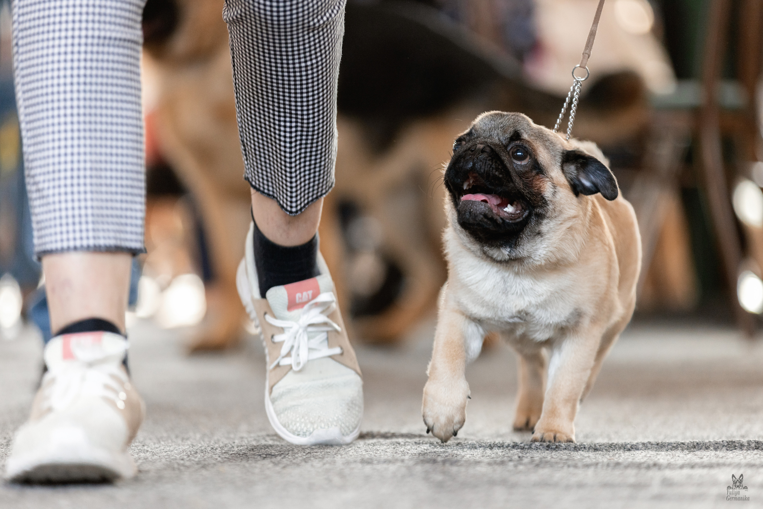 Тверь 19.03.2023. Фотограф-анималист Юлия Германика