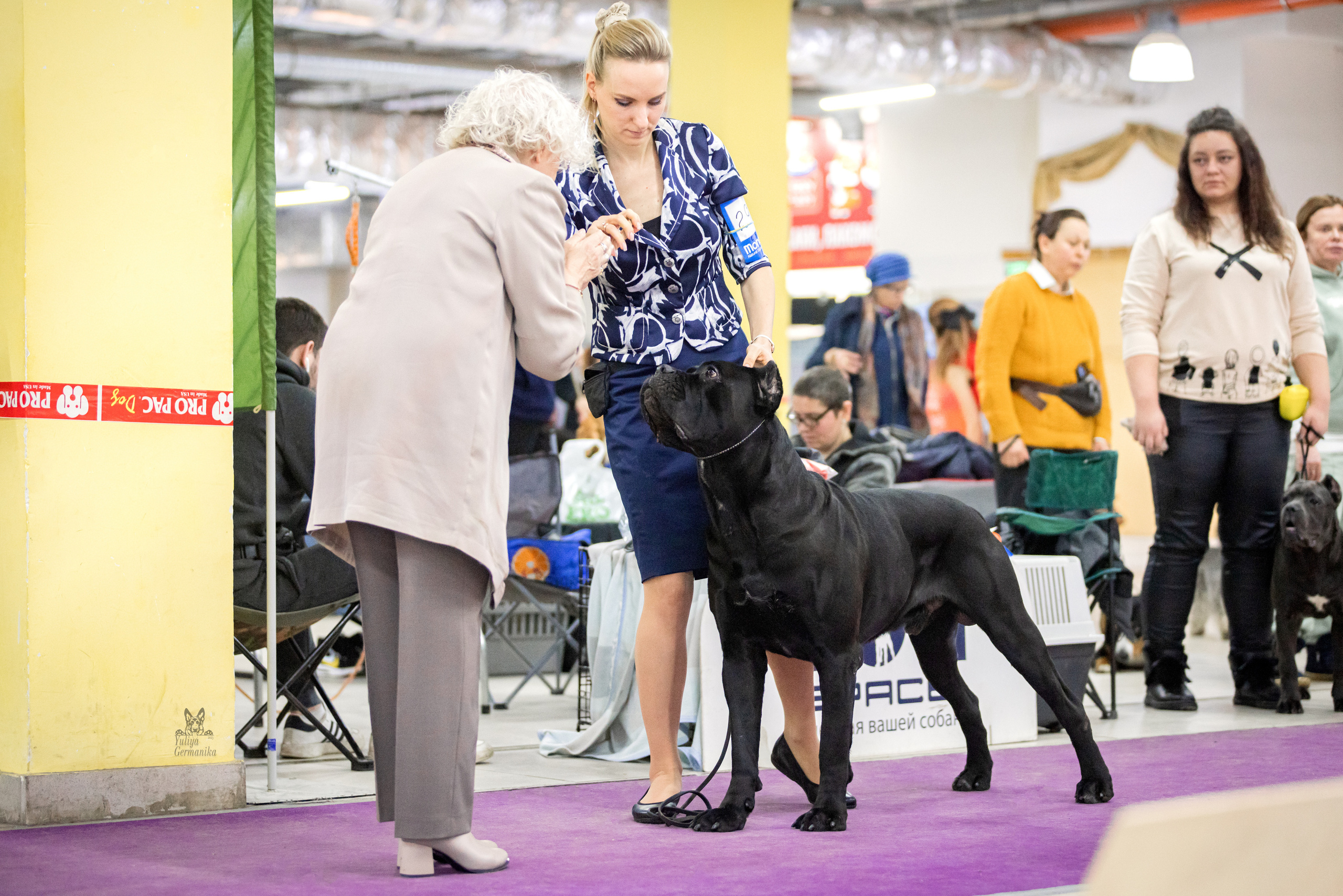 Чайна-Таун 15,21 и 22.01.2023. Фотограф-анималист Юлия Германика