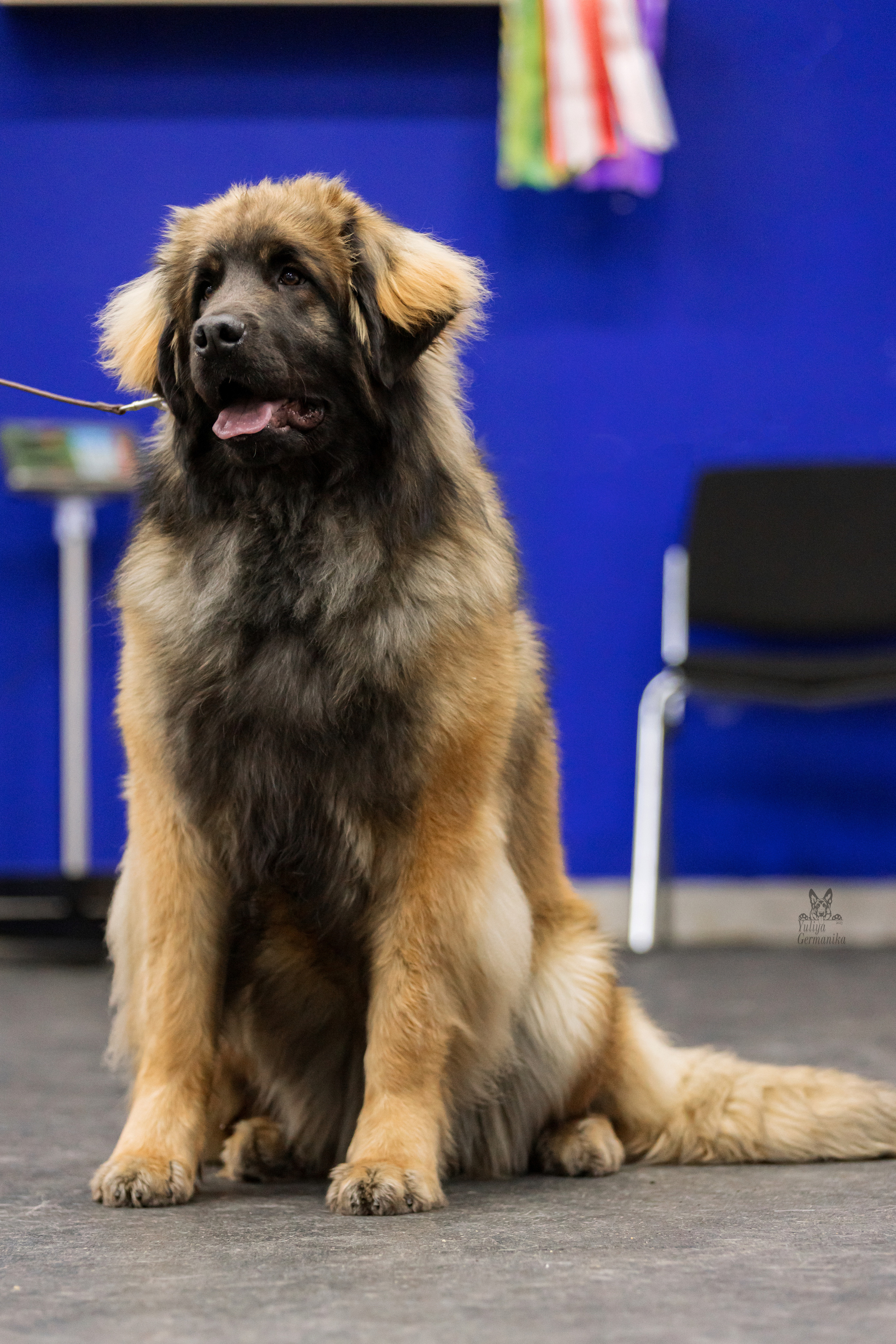 Чайна-Таун 4-5.02.2023. Фотограф-анималист Юлия Германика