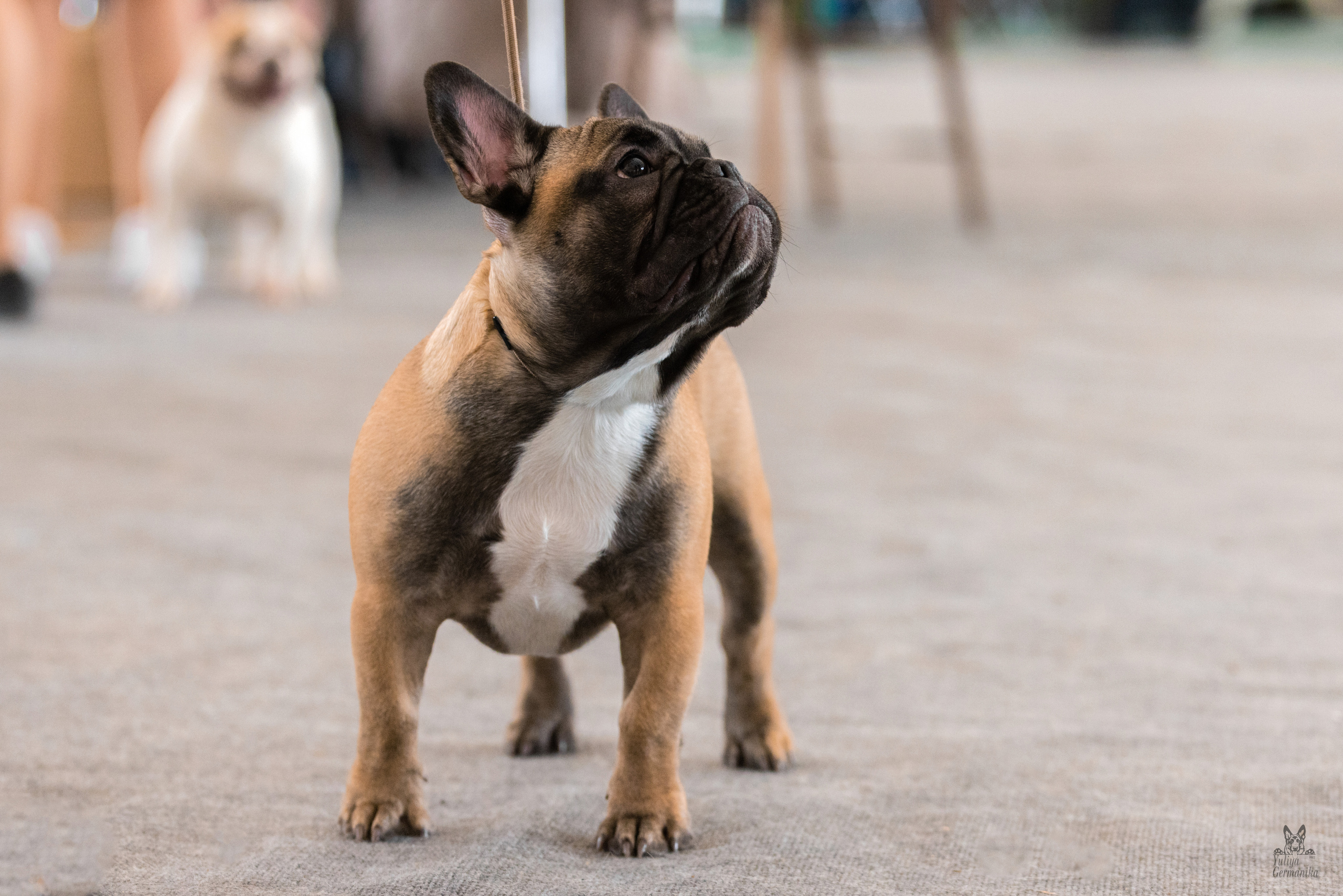 Тверь 19.03.2023. Фотограф-анималист Юлия Германика