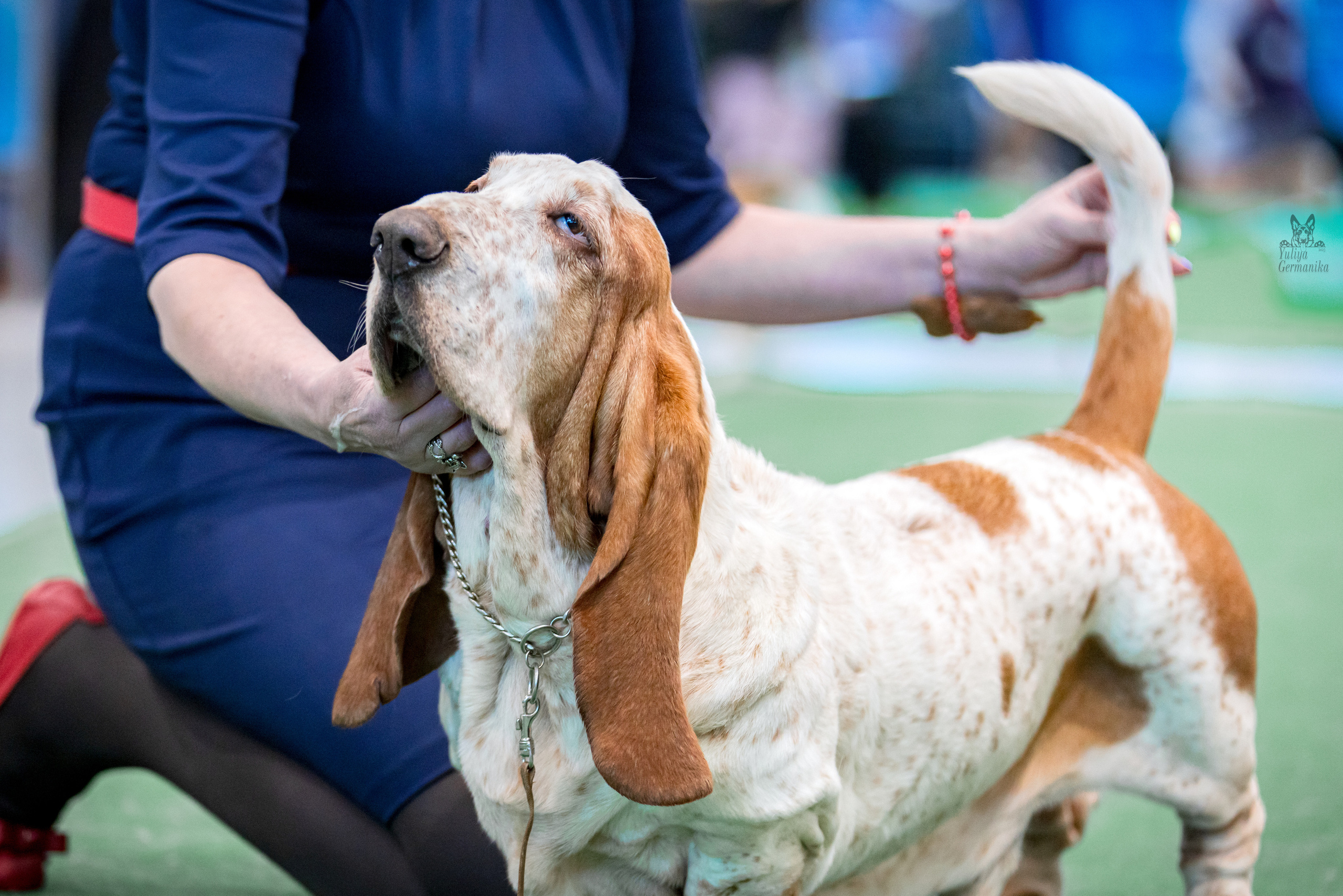 Минск 25-26.02.2023. Фотограф-анималист Юлия Германика