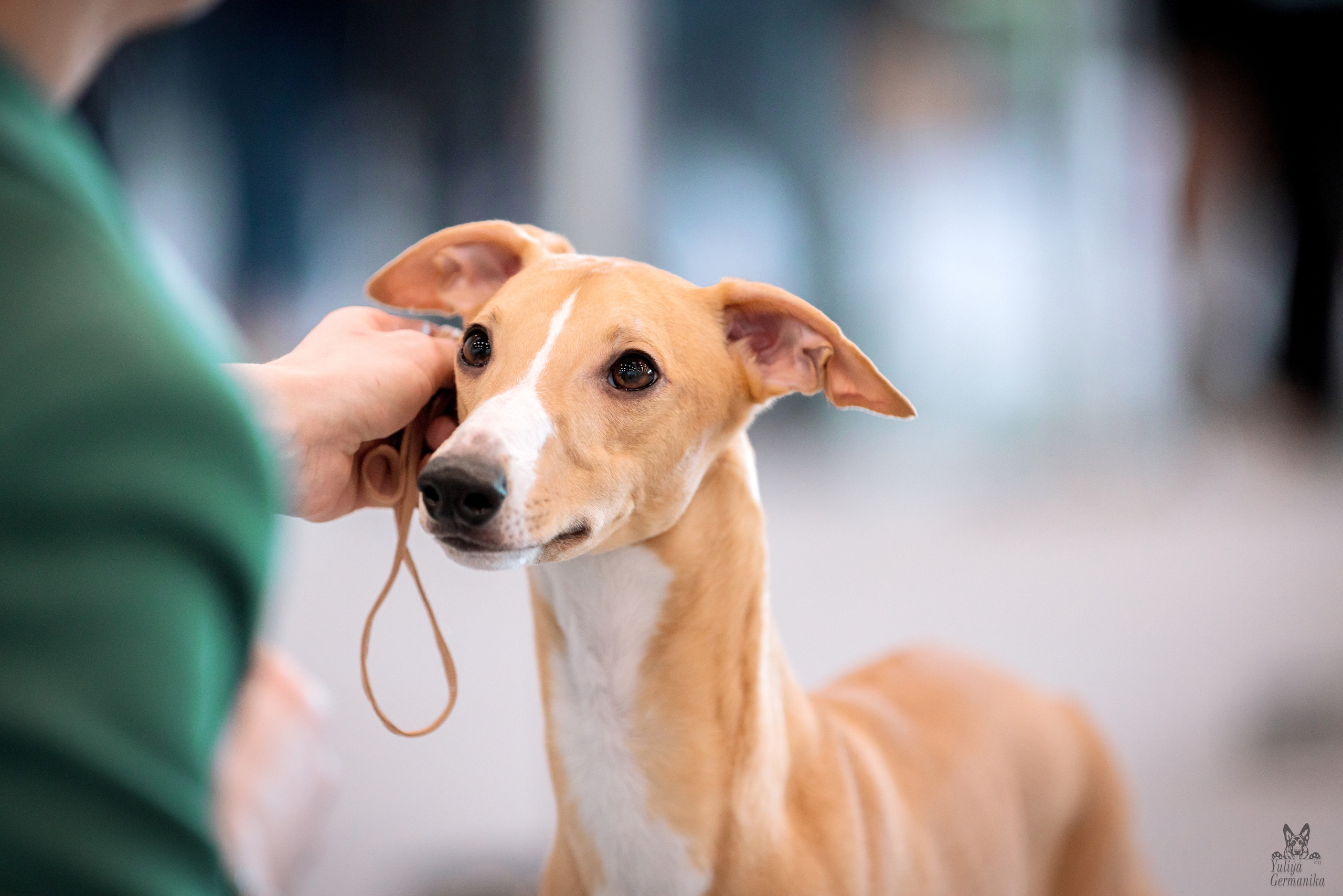 Казань 11.03.2023. Фотограф-анималист Юлия Германика