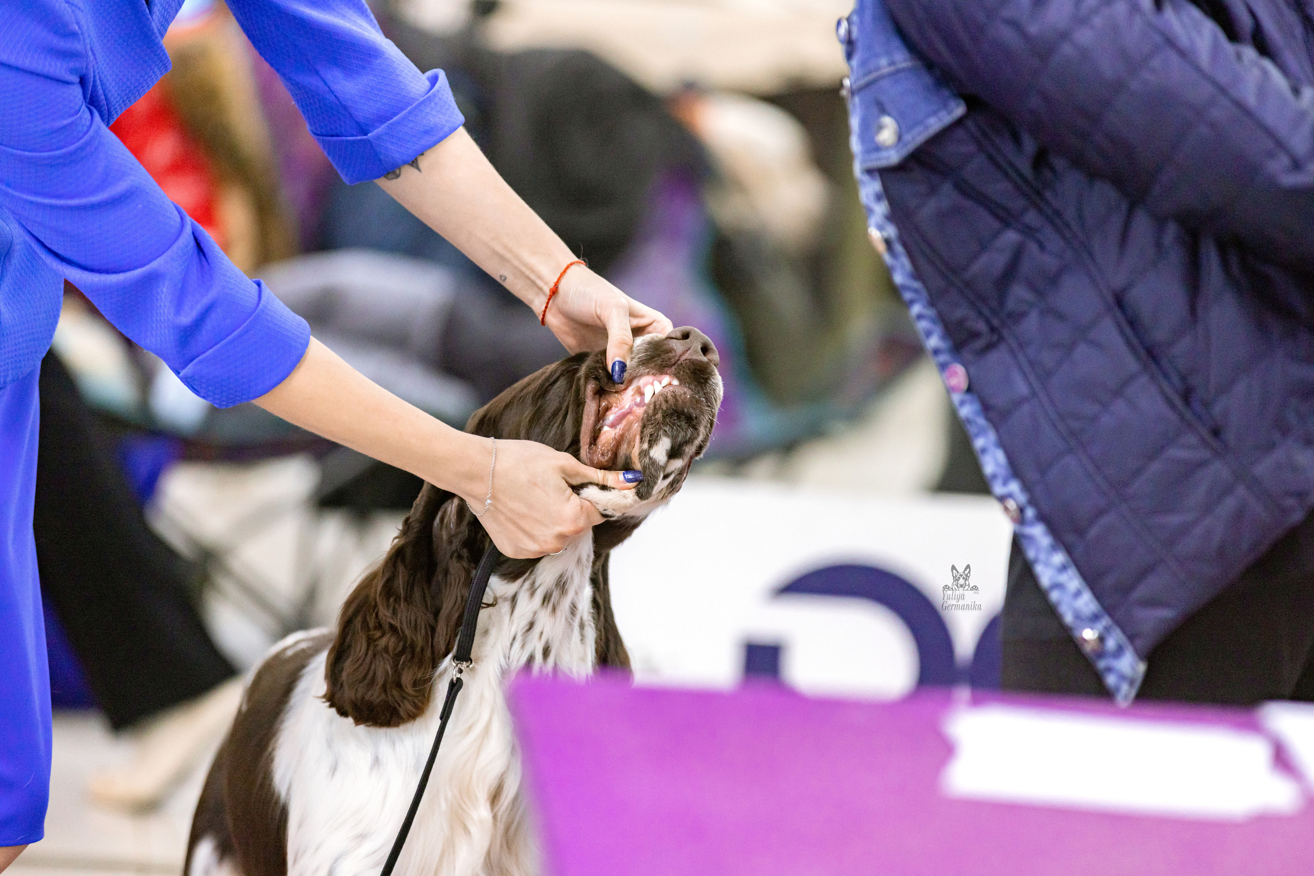 Чайна-Таун 15,21 и 22.01.2023. Фотограф-анималист Юлия Германика