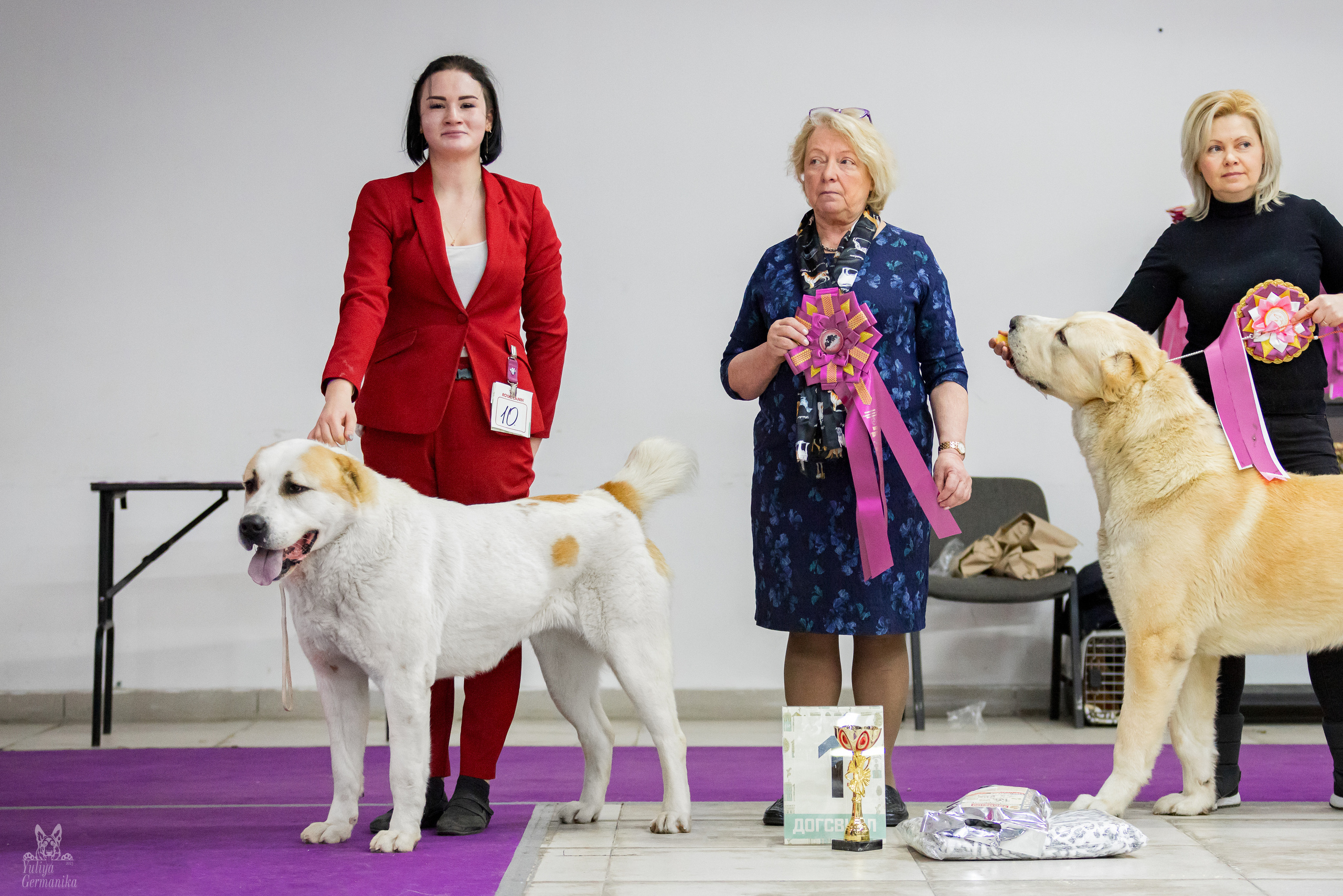 Чайна-Таун 5-8.01.2023. Фотограф-анималист Юлия Германика