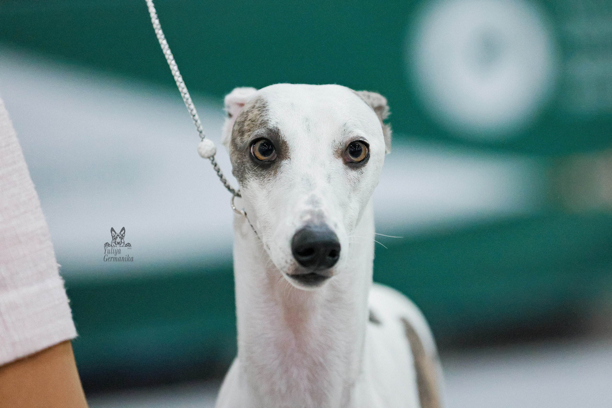 Россия 2020-2022 26-27.11.2022. Фотограф-анималист Юлия Германика