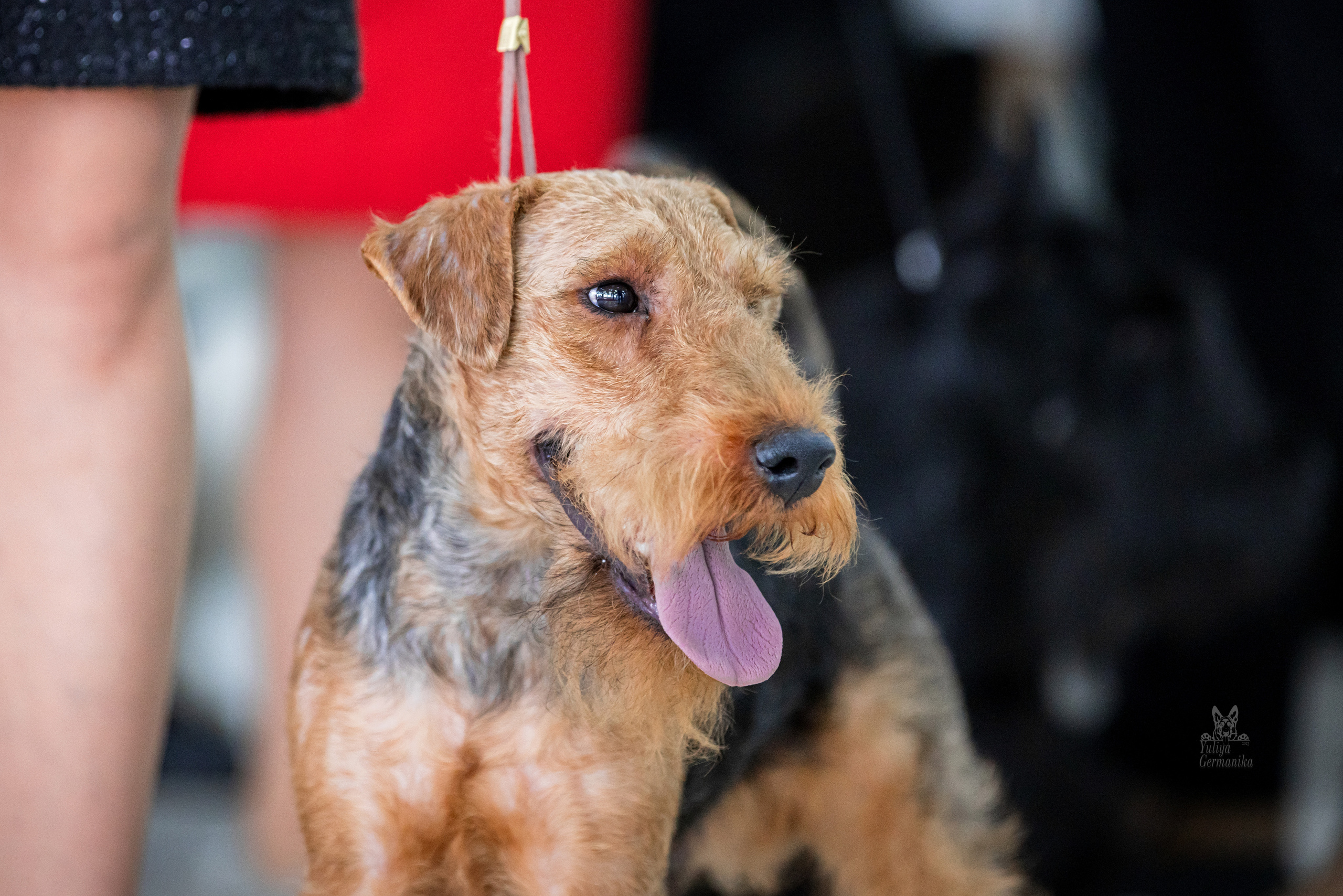 Можайский двор 11-12.02.2023. Фотограф-анималист Юлия Германика