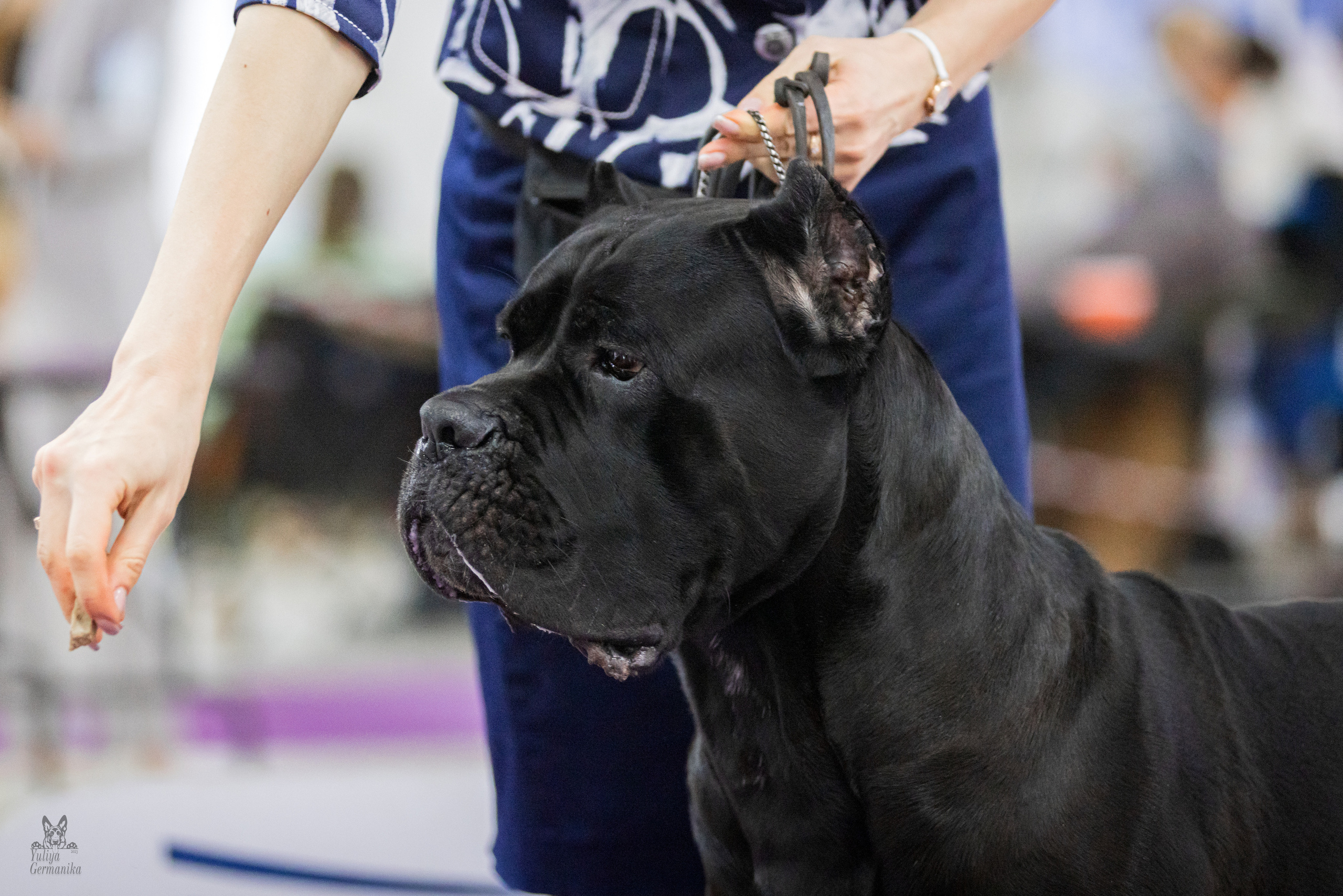 Чайна-Таун 15,21 и 22.01.2023. Фотограф-анималист Юлия Германика