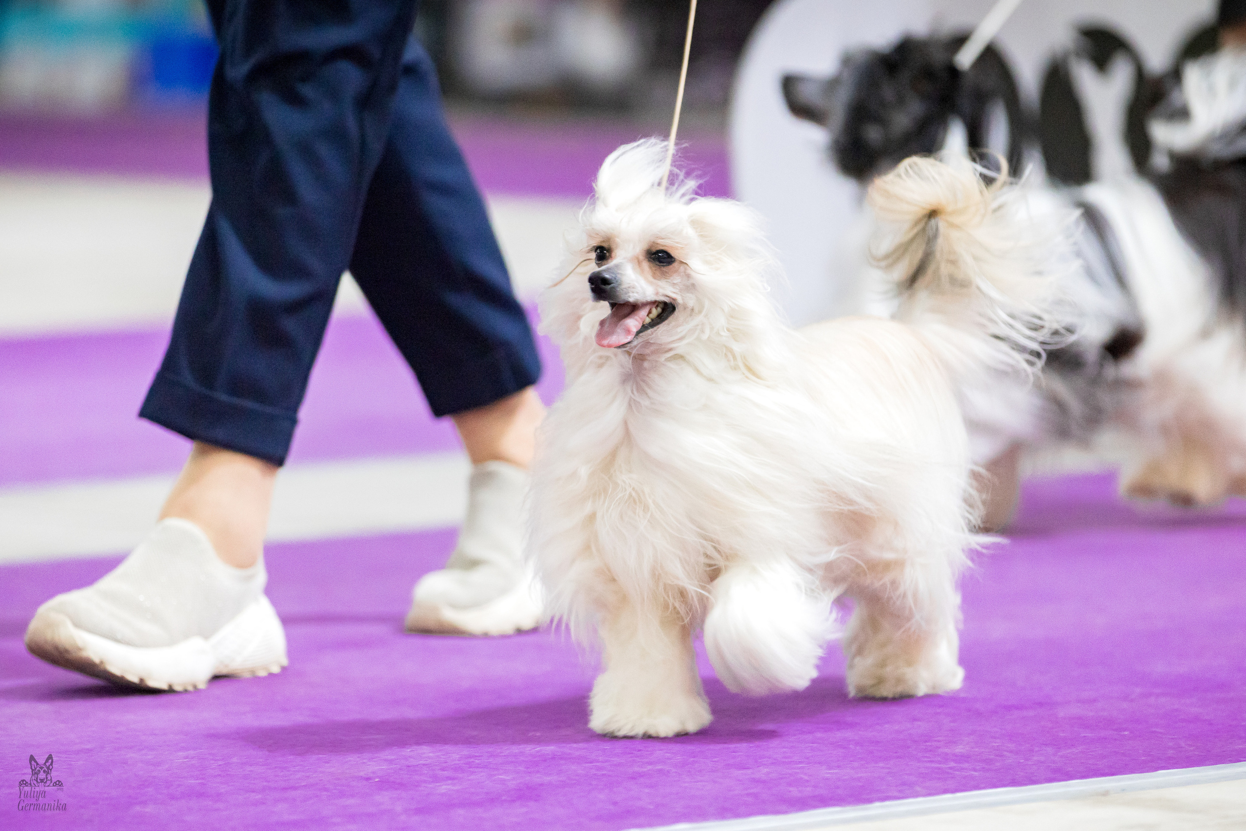 Чайна-Таун 5-8.01.2023. Фотограф-анималист Юлия Германика