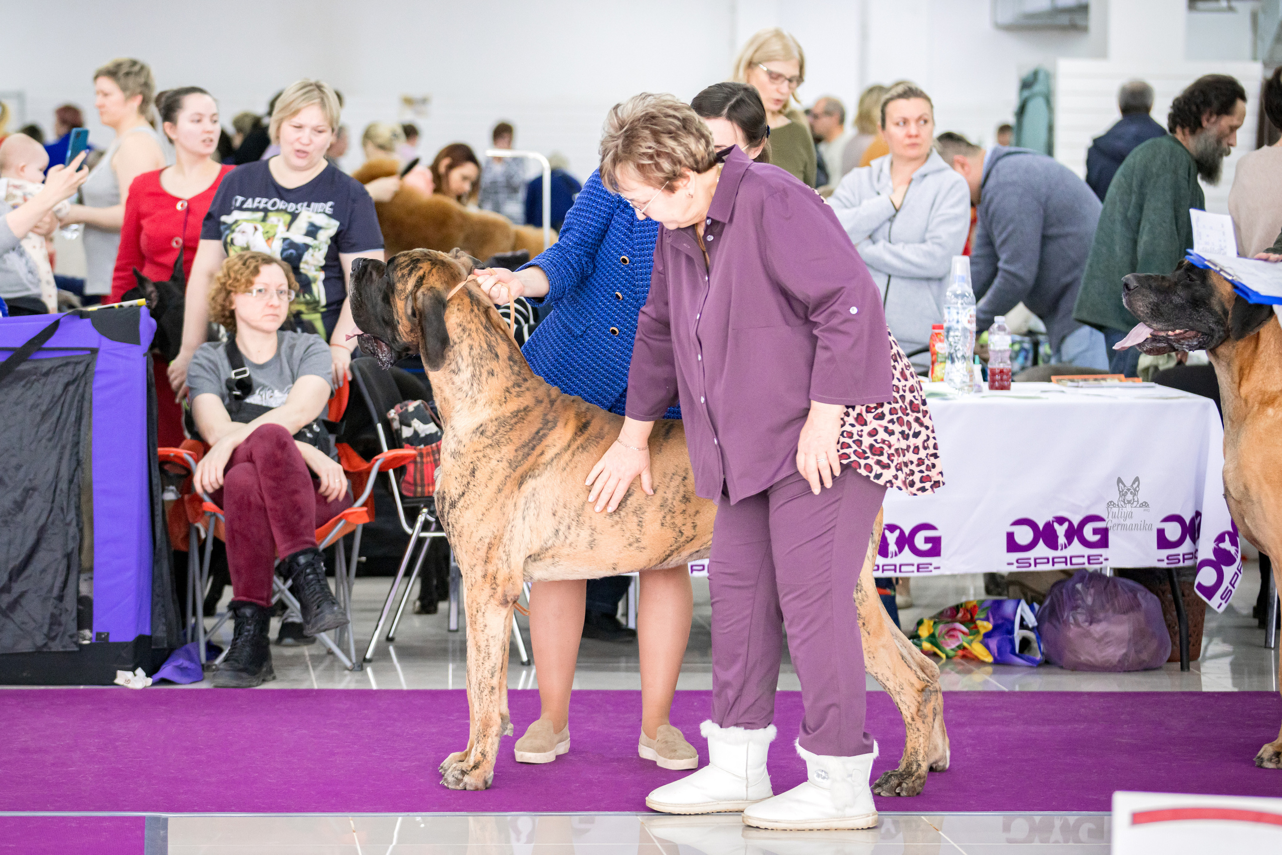 Можайский двор 11-12.02.2023. Фотограф-анималист Юлия Германика