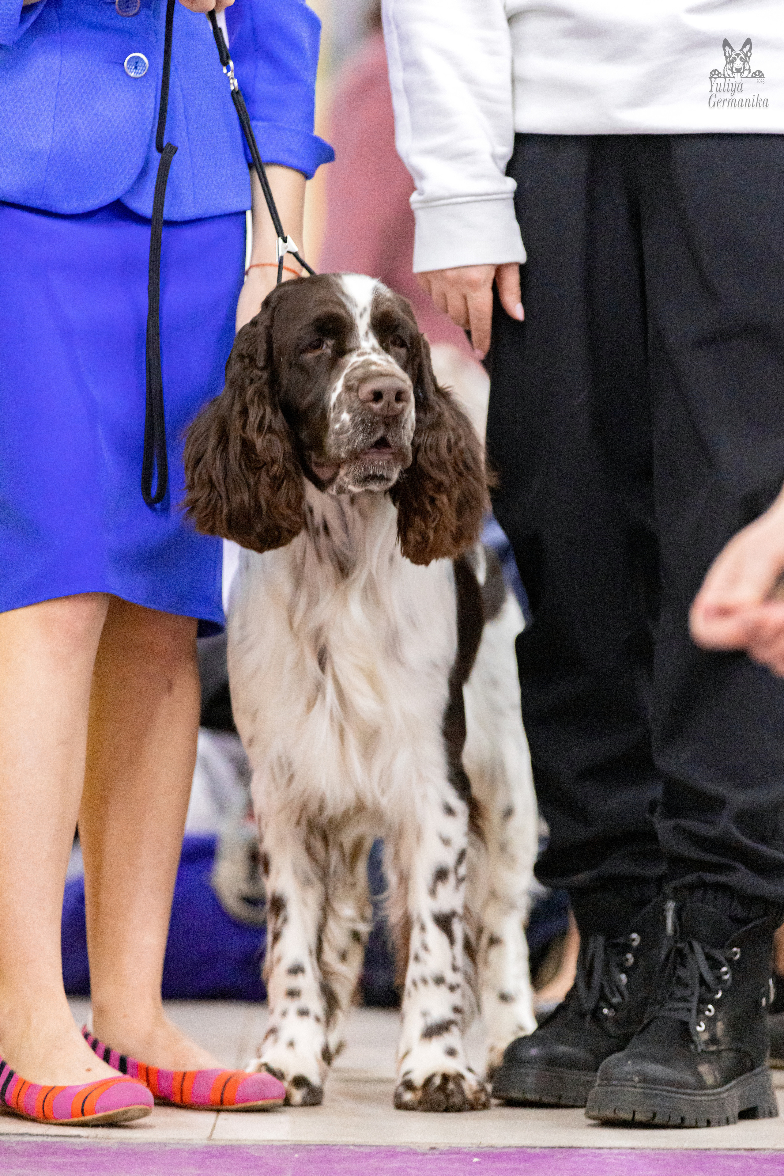 Чайна-Таун 15,21 и 22.01.2023. Фотограф-анималист Юлия Германика