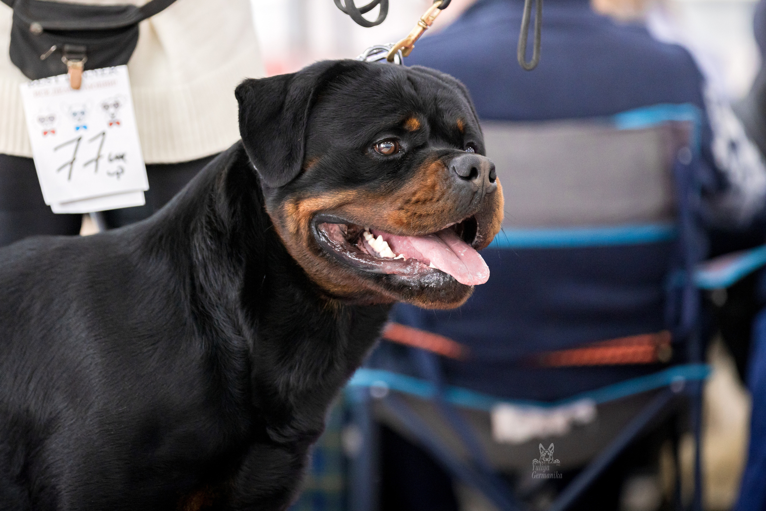 Можайский двор 11-12.02.2023. Фотограф-анималист Юлия Германика