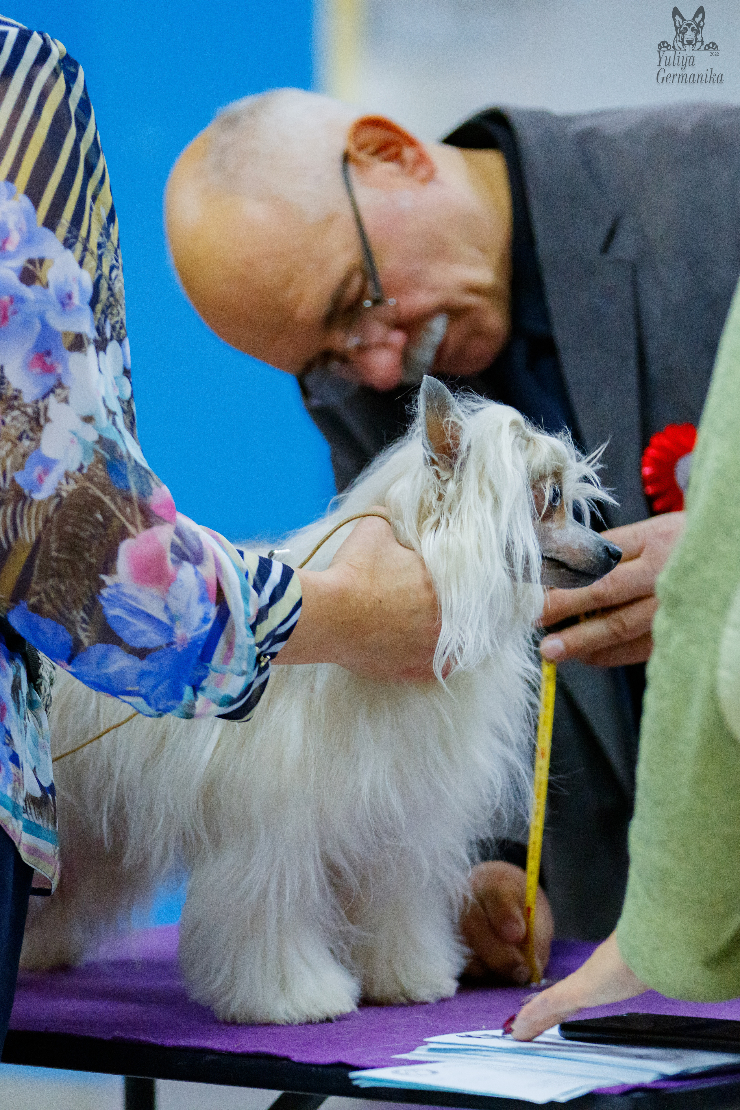 Чайна-Таун 3 и 10.12.2022. Фотограф-анималист Юлия Германика
