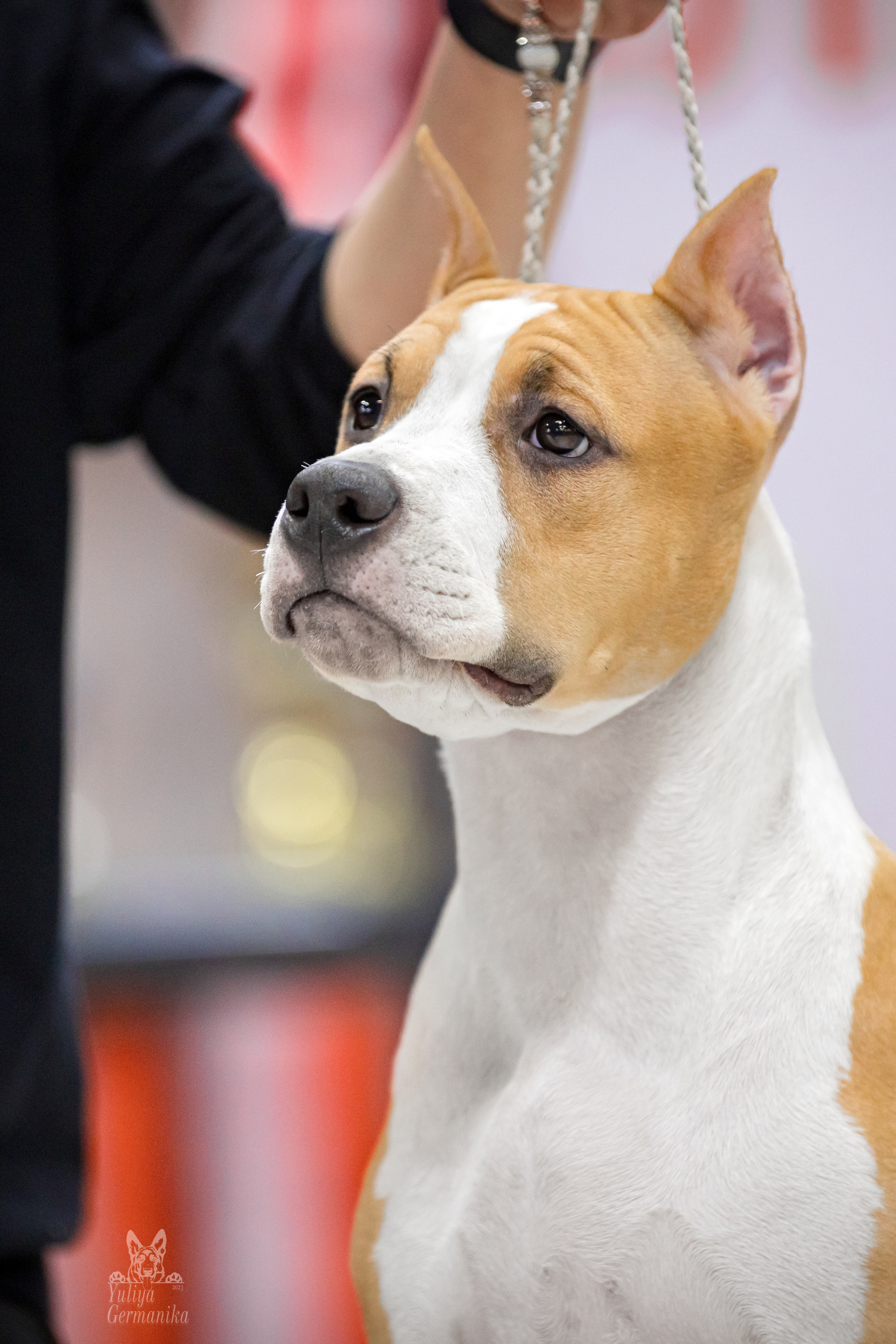 Чайна-Таун 15,21 и 22.01.2023. Фотограф-анималист Юлия Германика