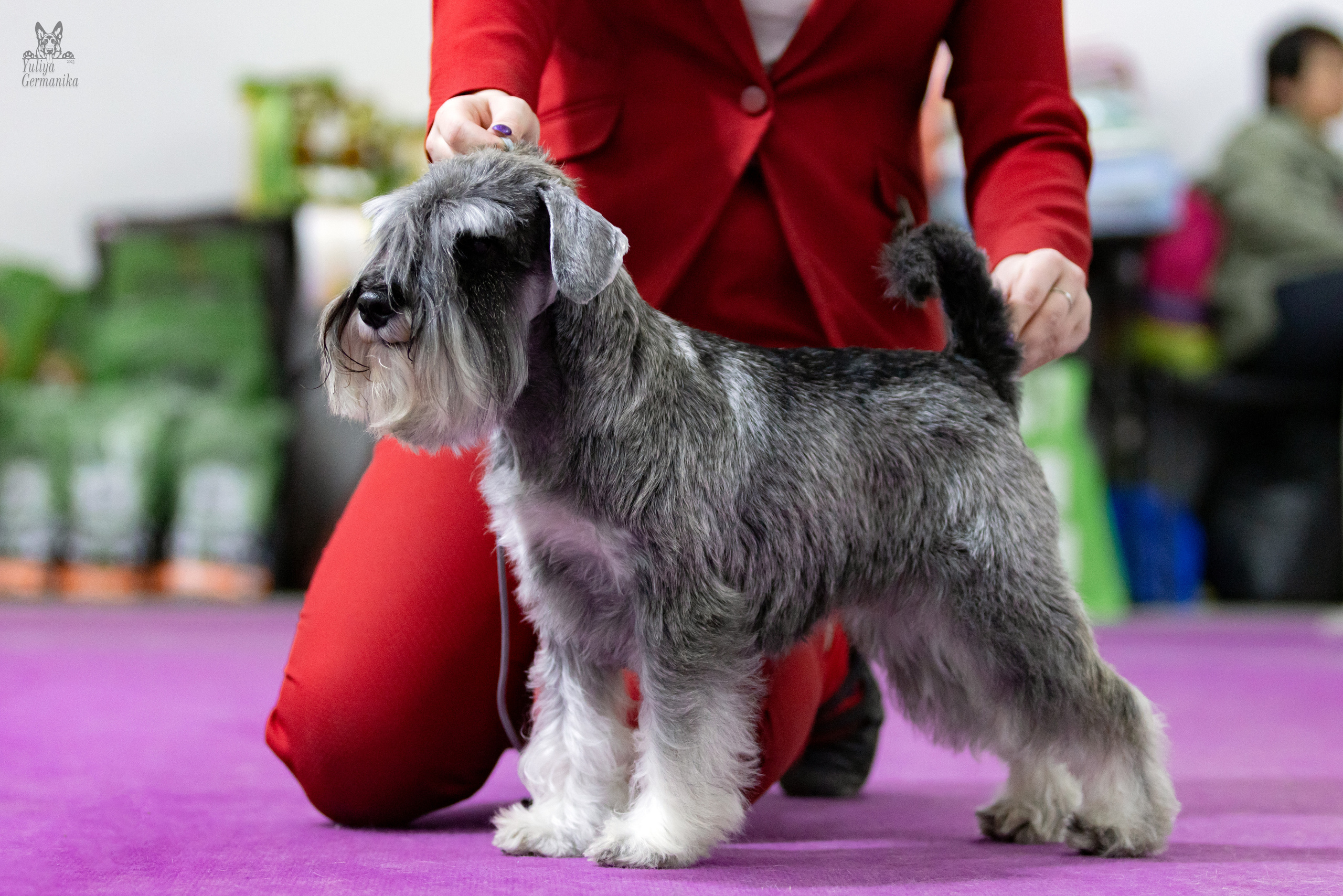 Чайна-Таун 4-5.02.2023. Фотограф-анималист Юлия Германика