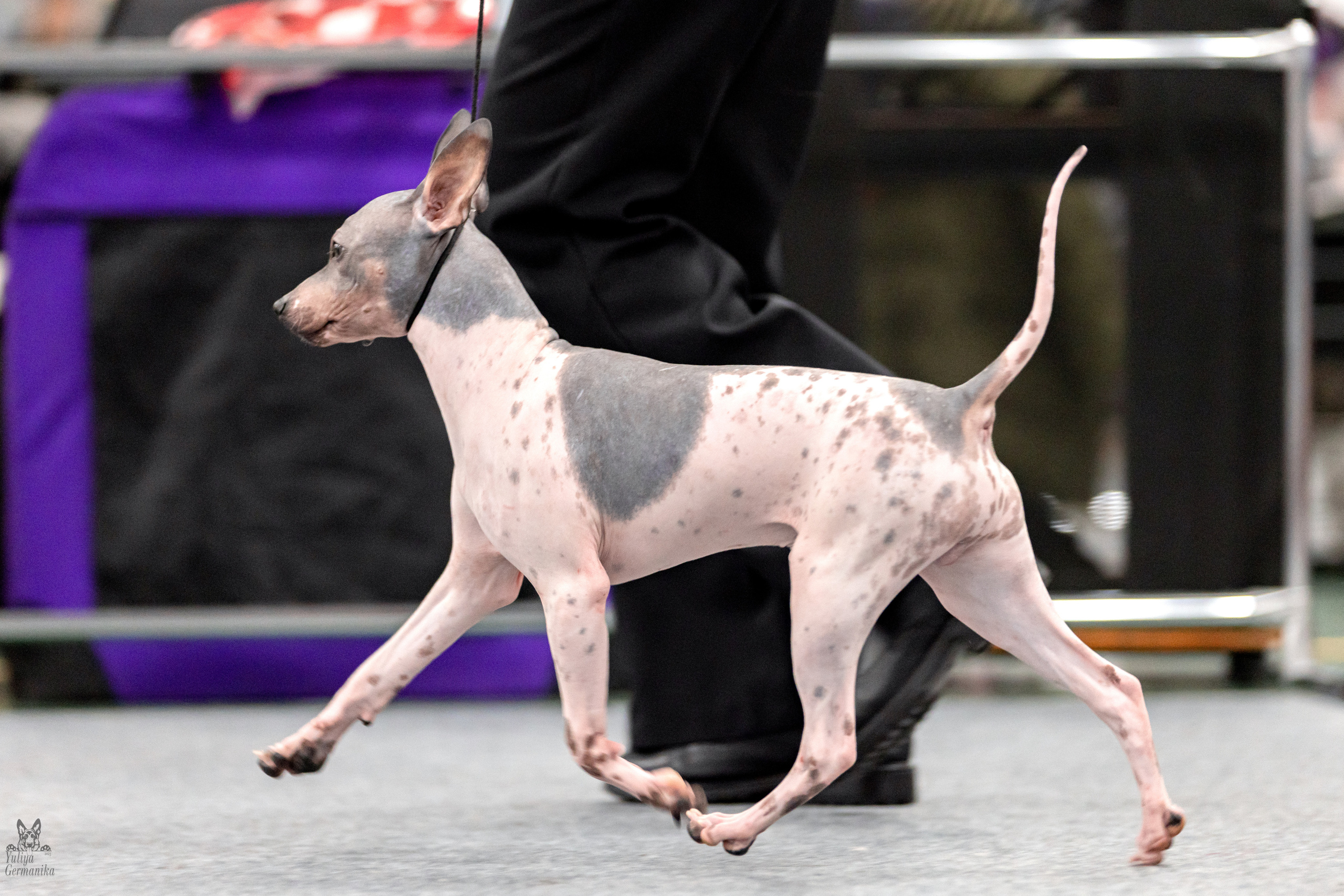 Сфера 5.03.2023. Фотограф-анималист Юлия Германика